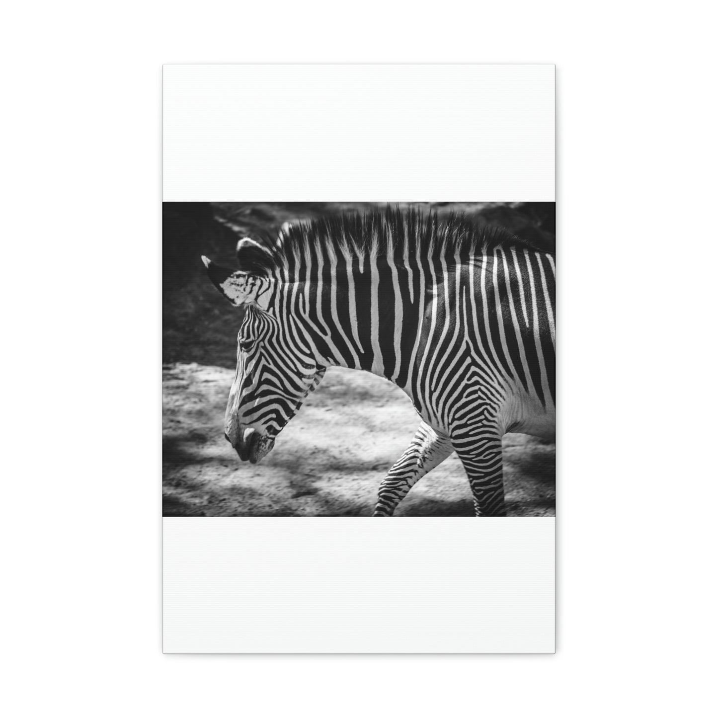 Zebra Bowing Canvas