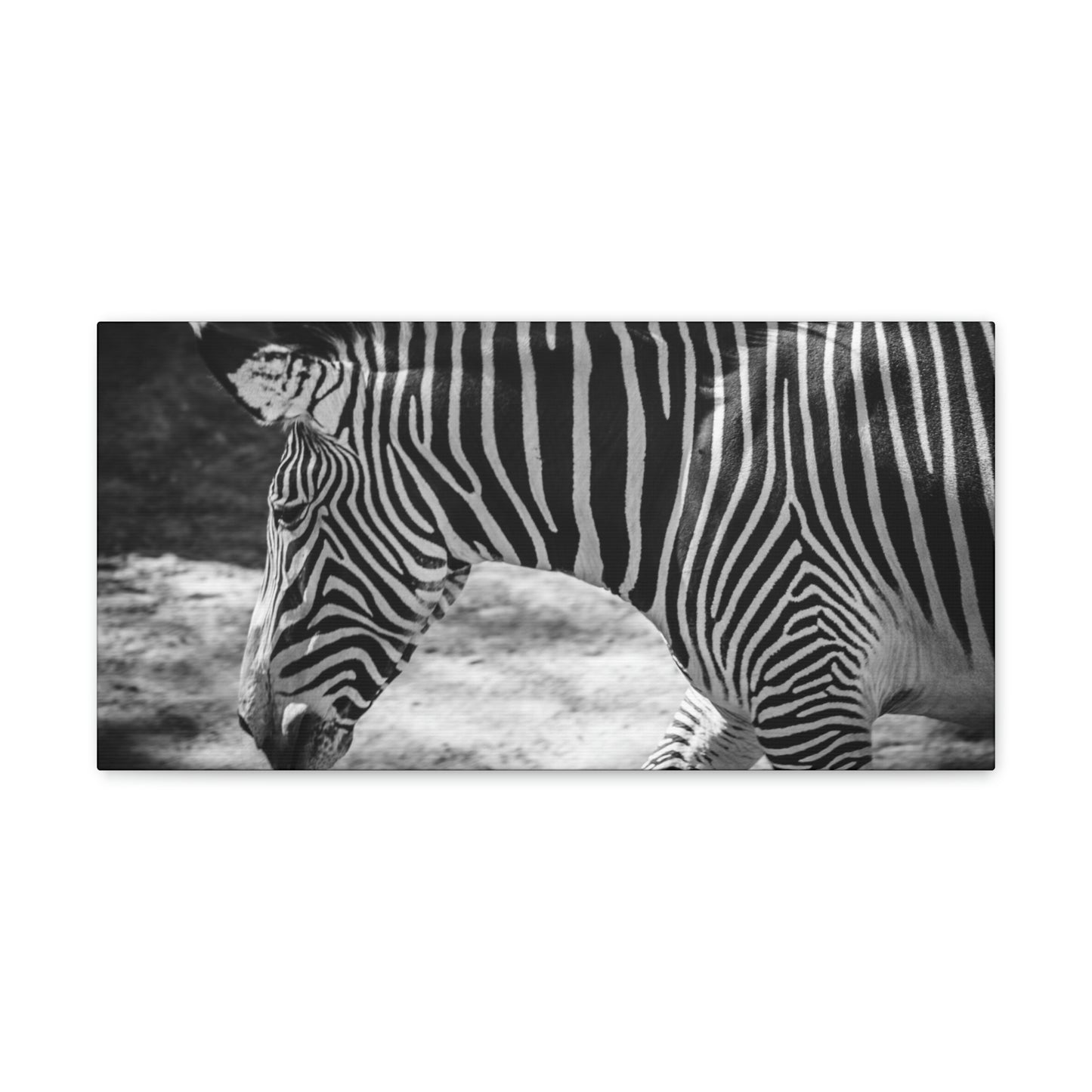 Zebra Bowing Canvas