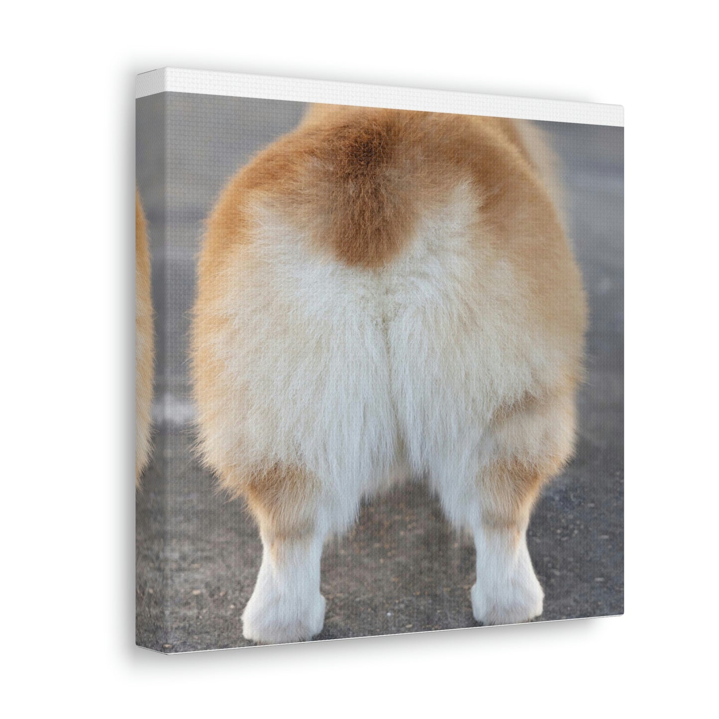 Corgi Butt Canvas