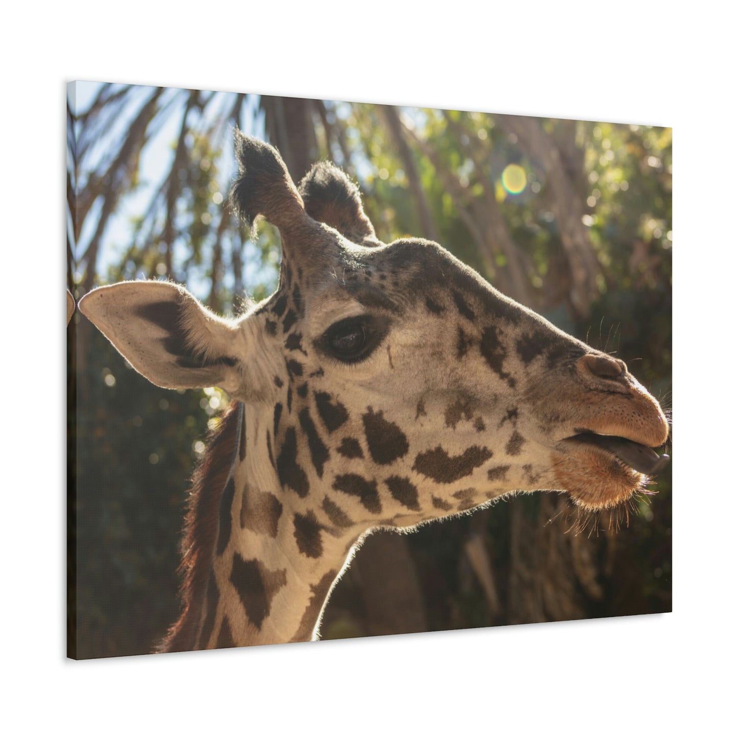 Smiling Giraffe Canvas