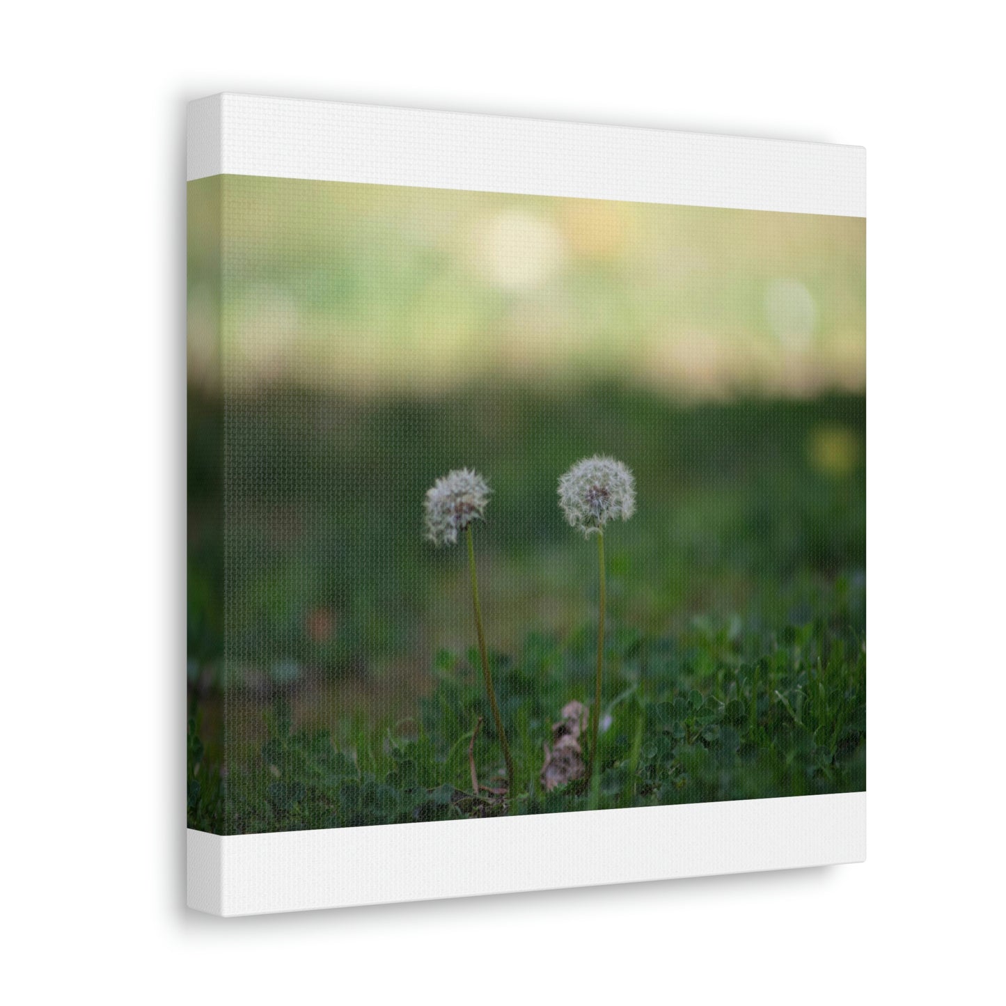 Dandelions Opposing Part 2 Canvas