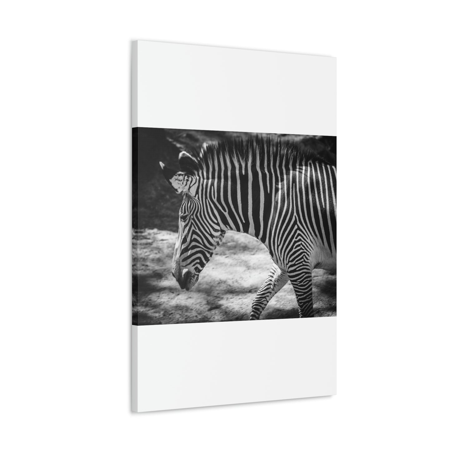 Zebra Bowing Canvas