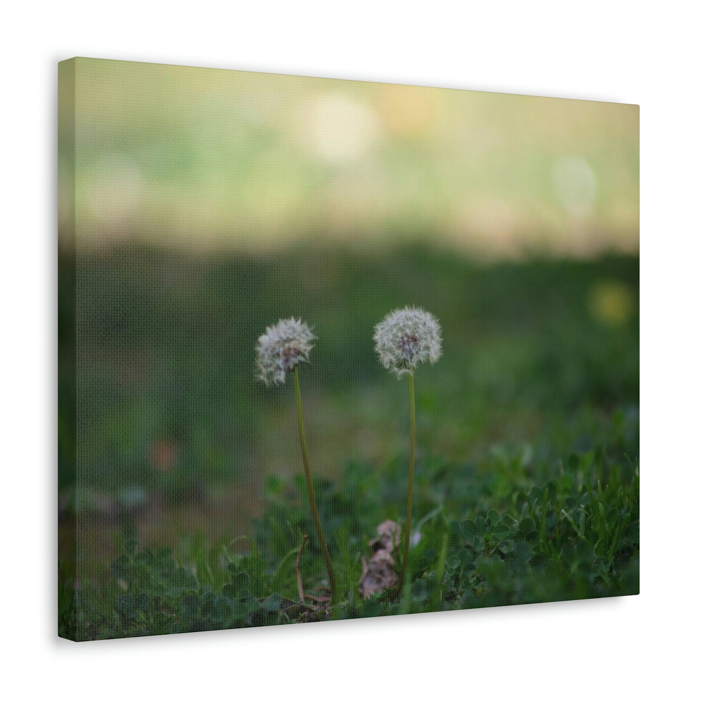 Dandelions Opposing Part 2 Canvas