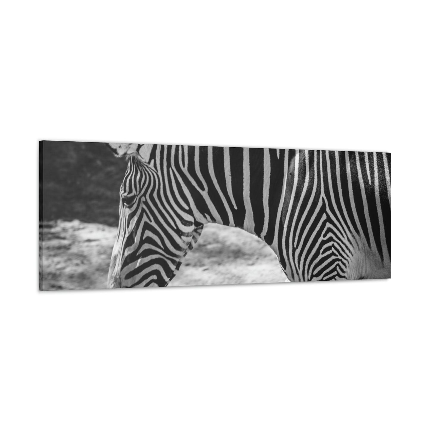 Zebra Bowing Canvas