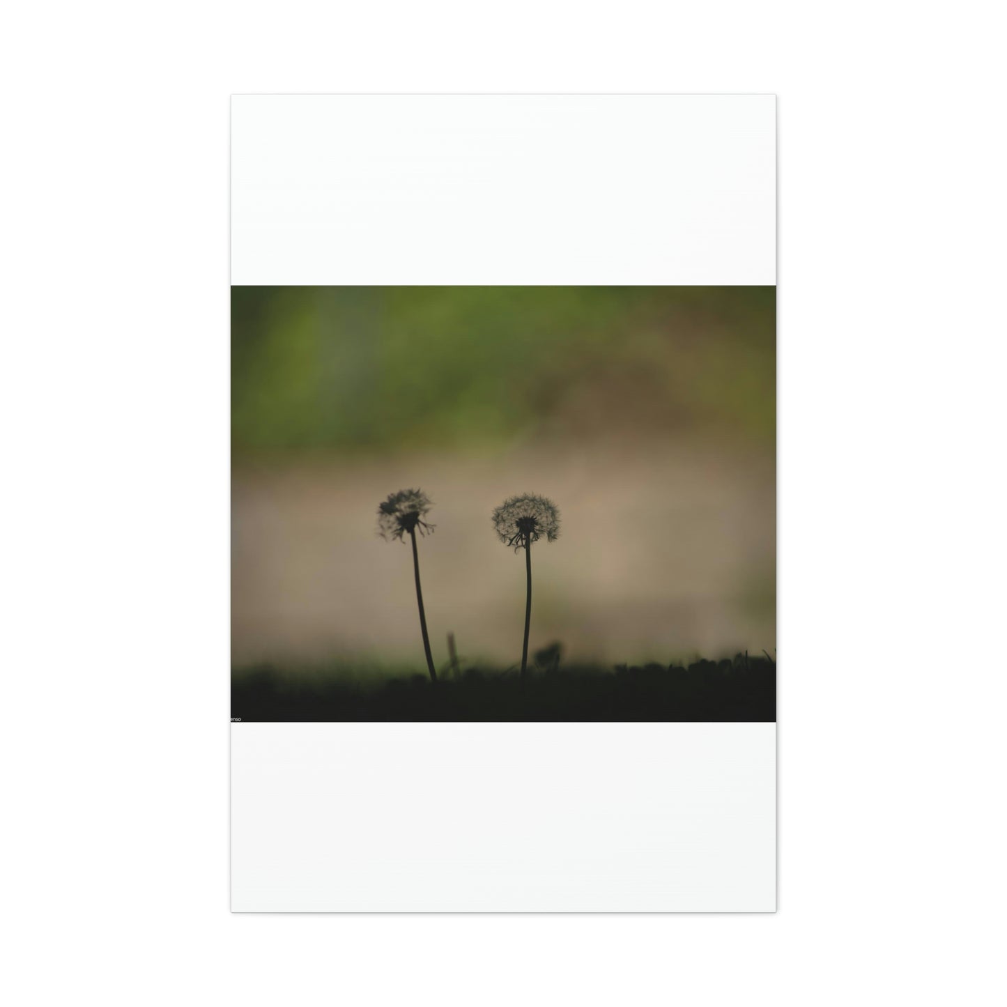 Dandelions Opposing Part 1 Canvas