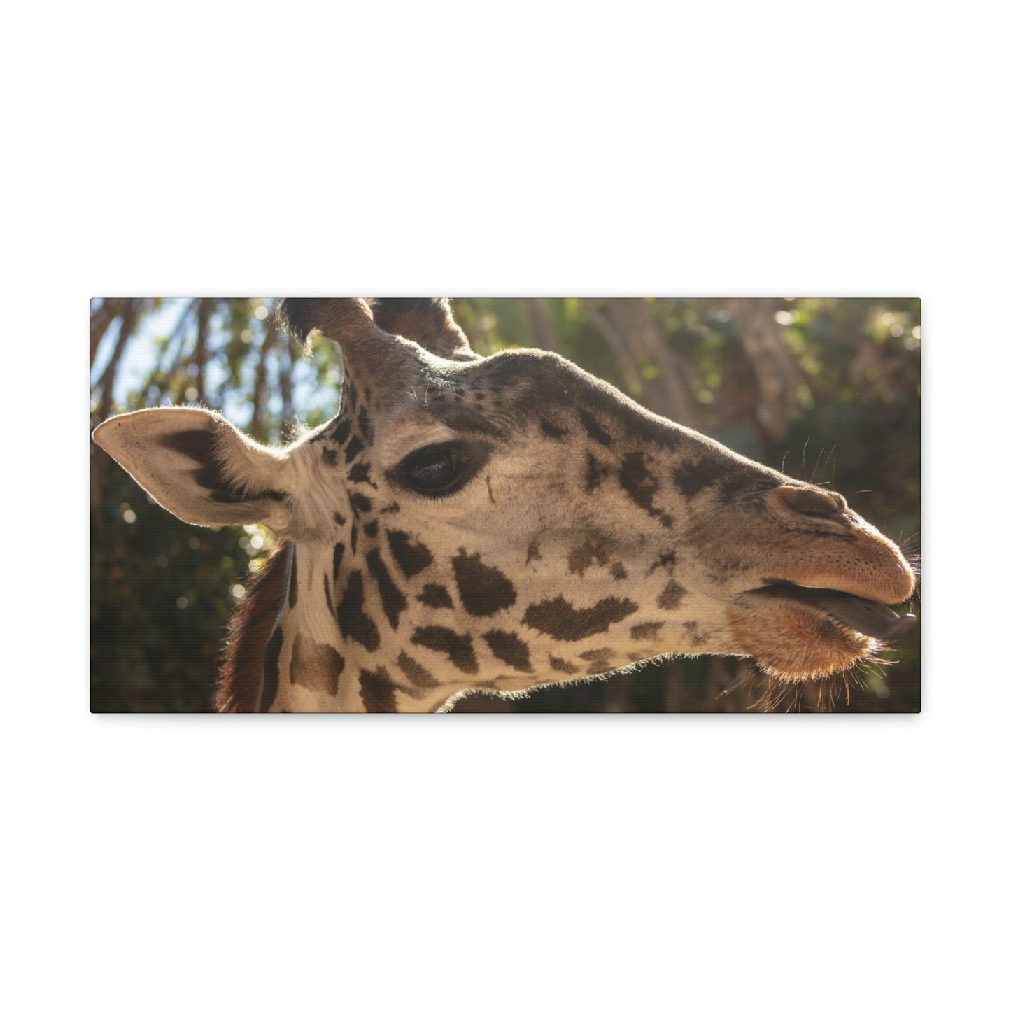 Smiling Giraffe Canvas