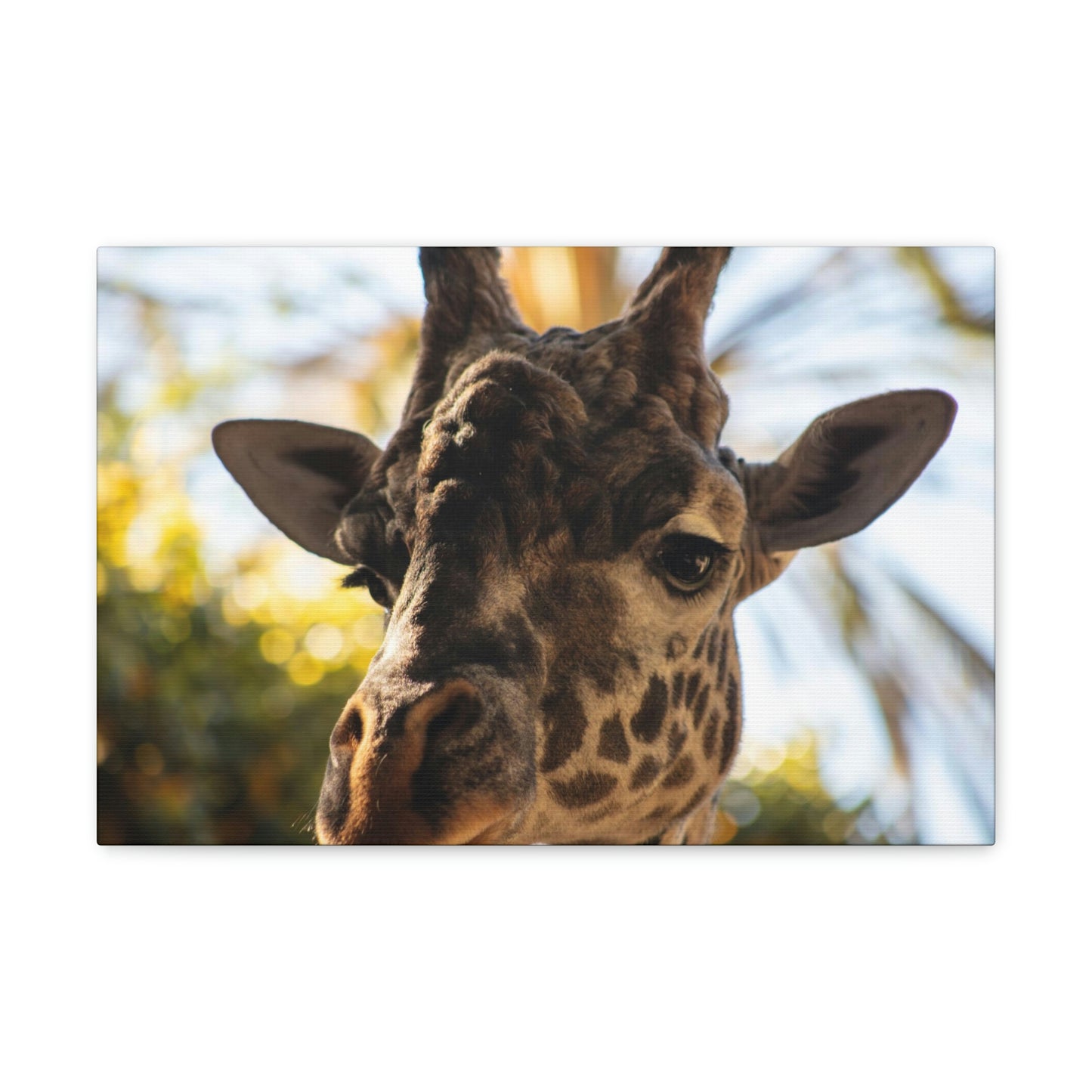 The Giraffe Says Hello Canvas