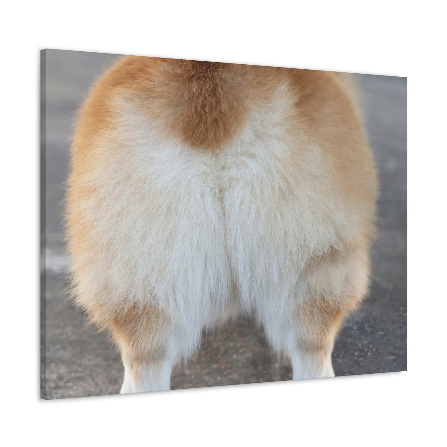 Corgi Butt Canvas