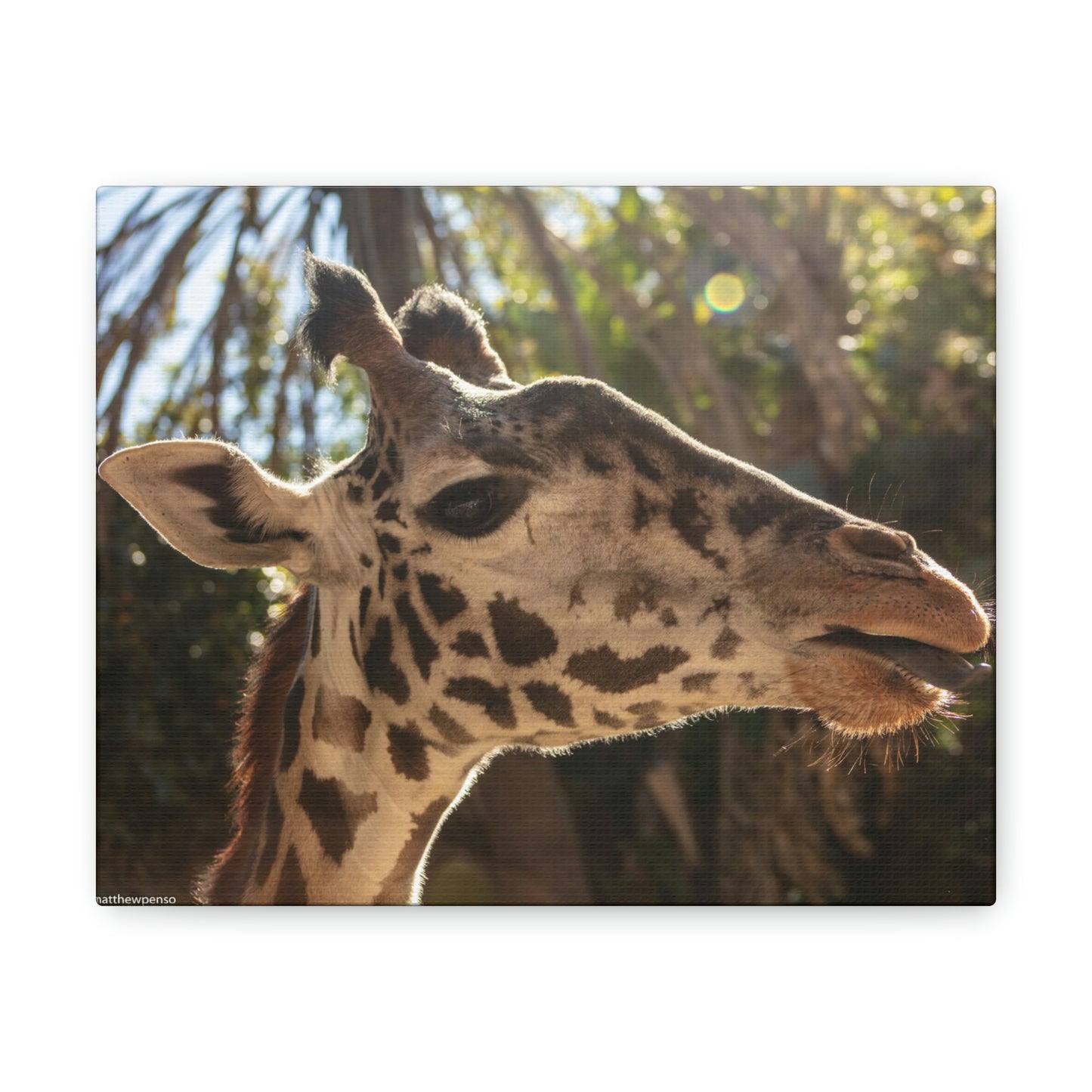 Smiling Giraffe Canvas