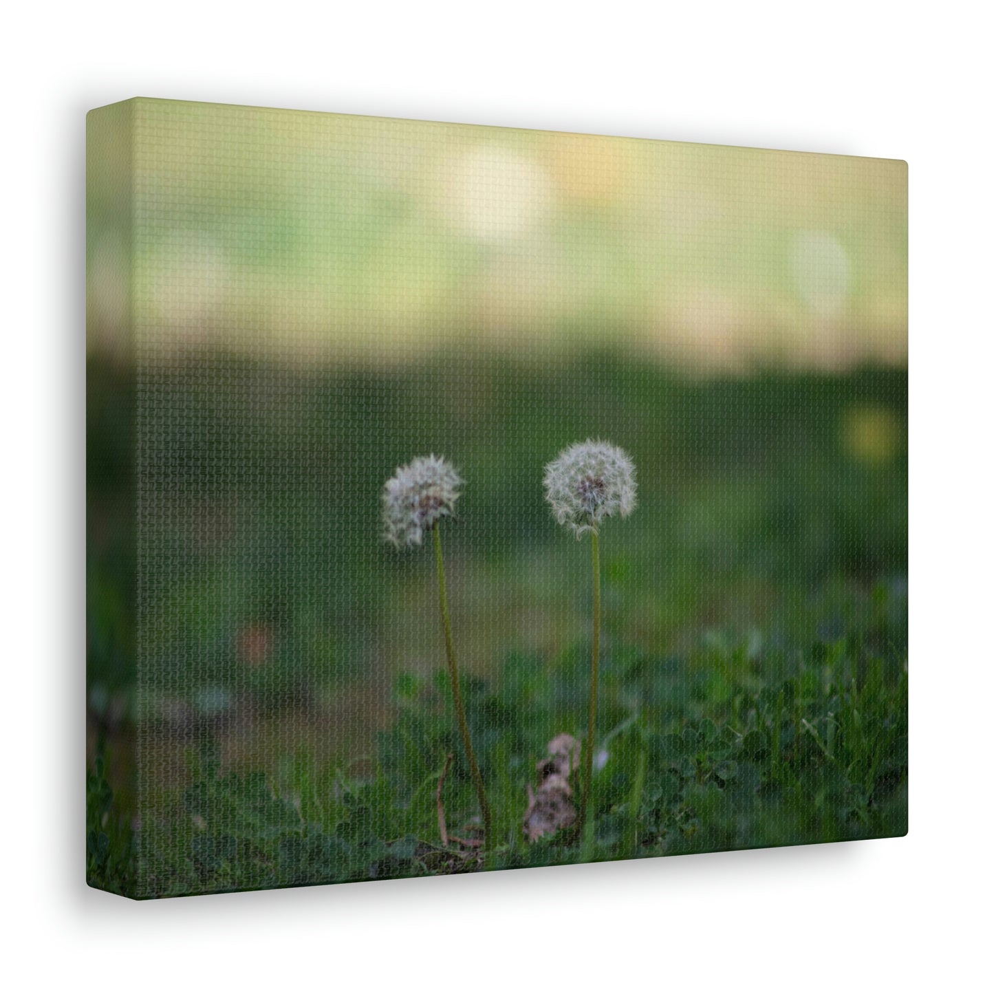 Dandelions Opposing Part 2 Canvas