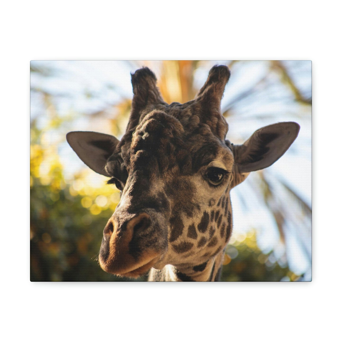 The Giraffe Says Hello Canvas