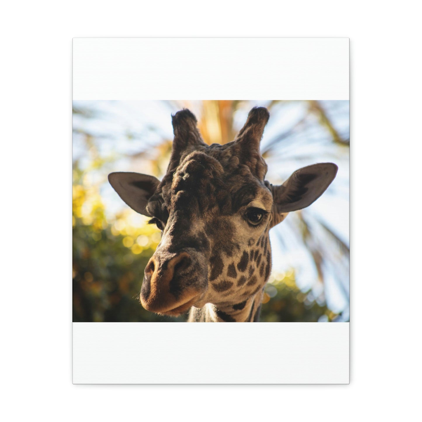 The Giraffe Says Hello Canvas