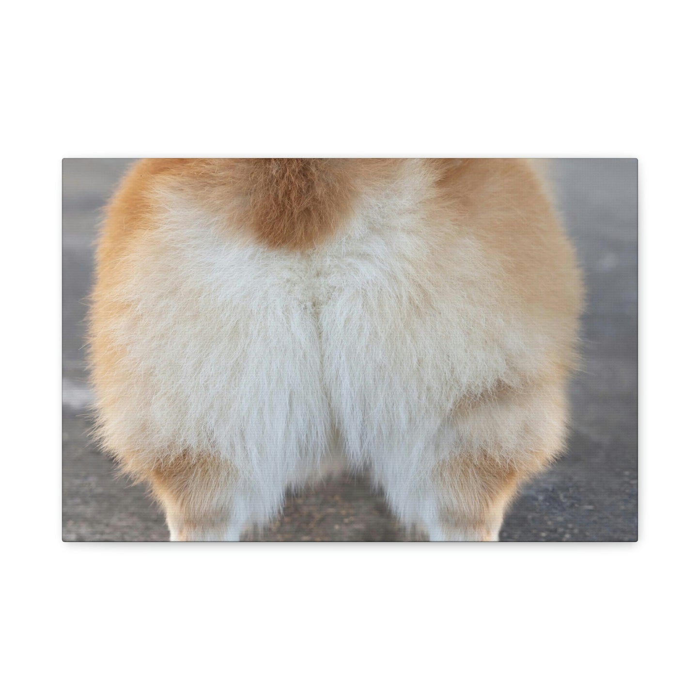 Corgi Butt Canvas