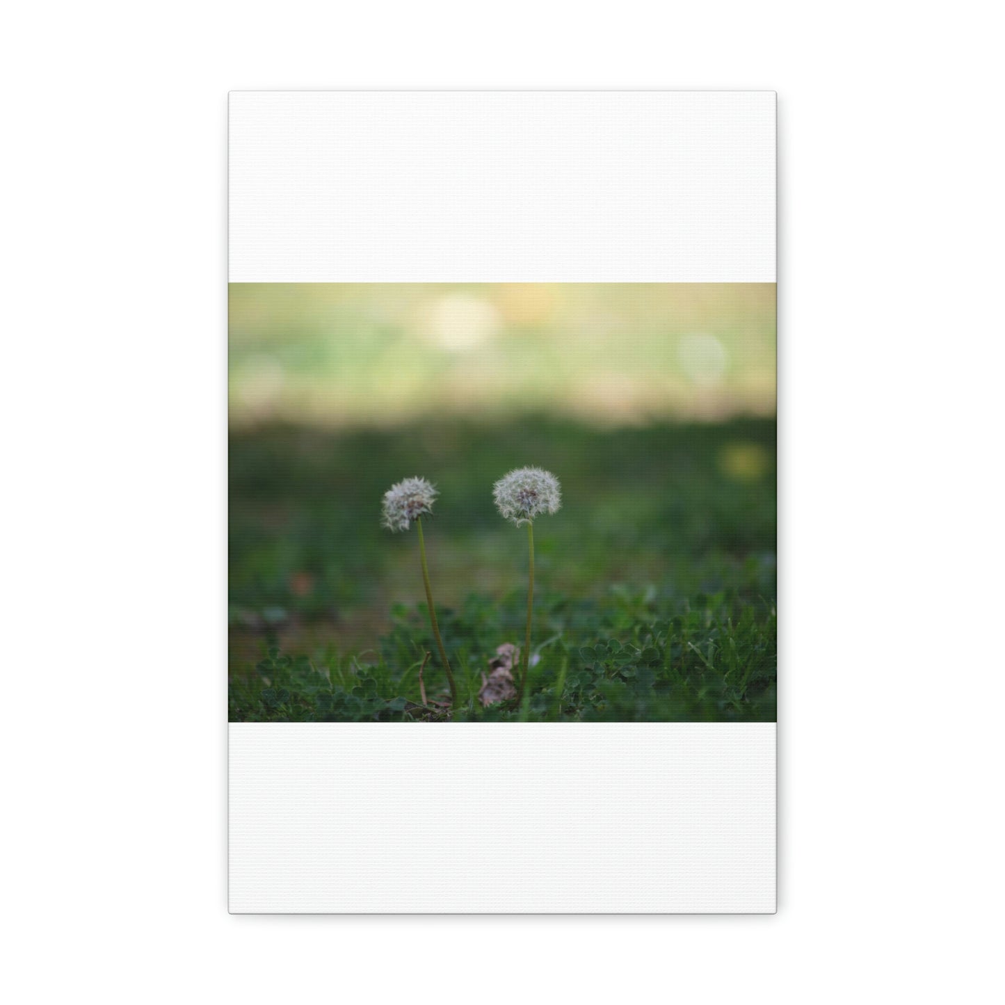 Dandelions Opposing Part 2 Canvas