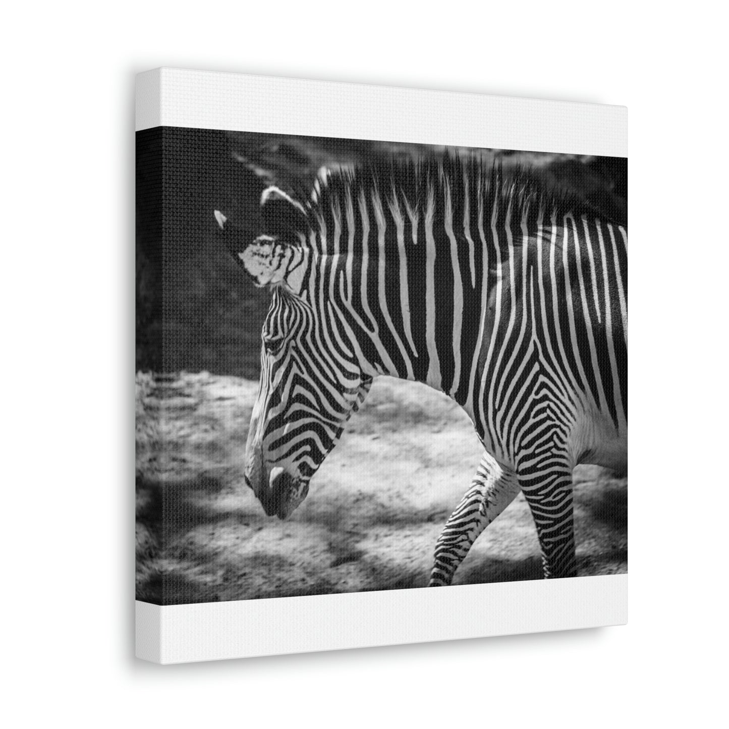 Zebra Bowing Canvas