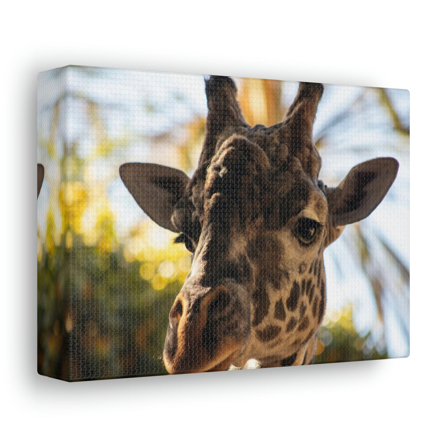 The Giraffe Says Hello Canvas