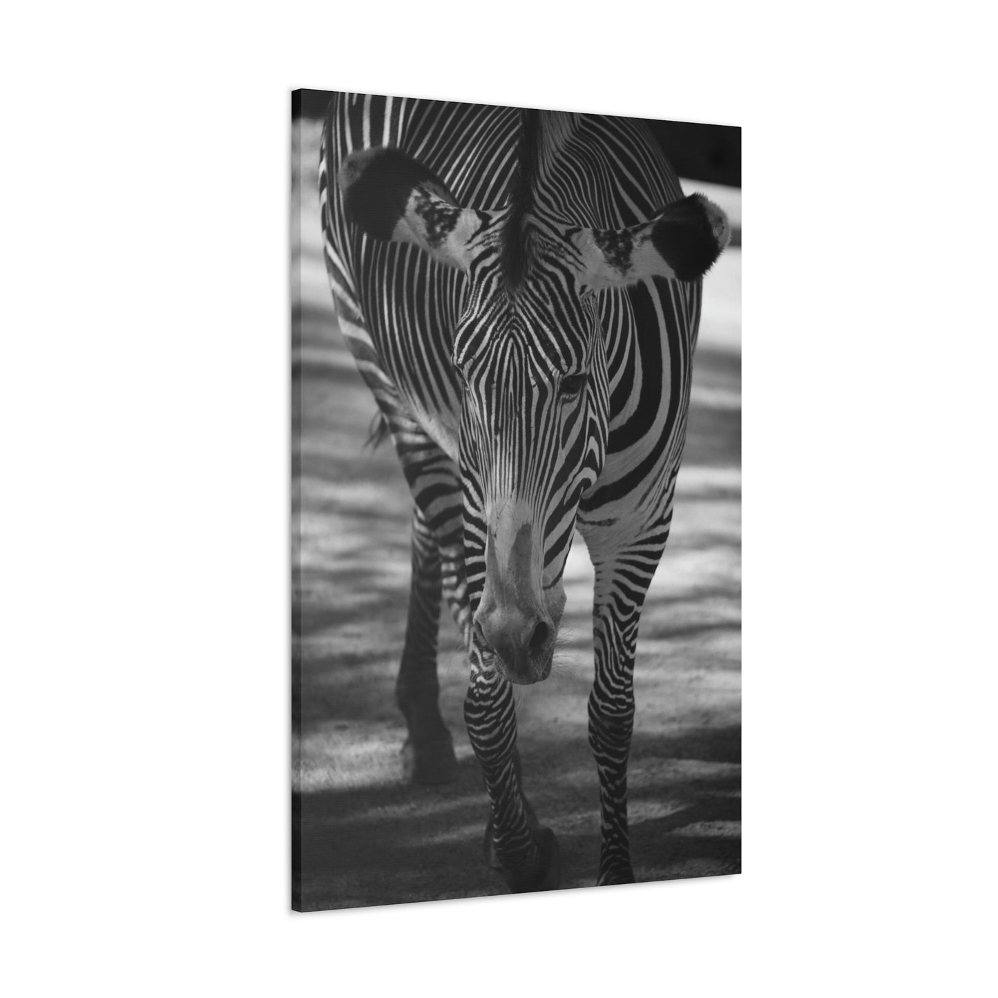 Zebra Walking Canvas