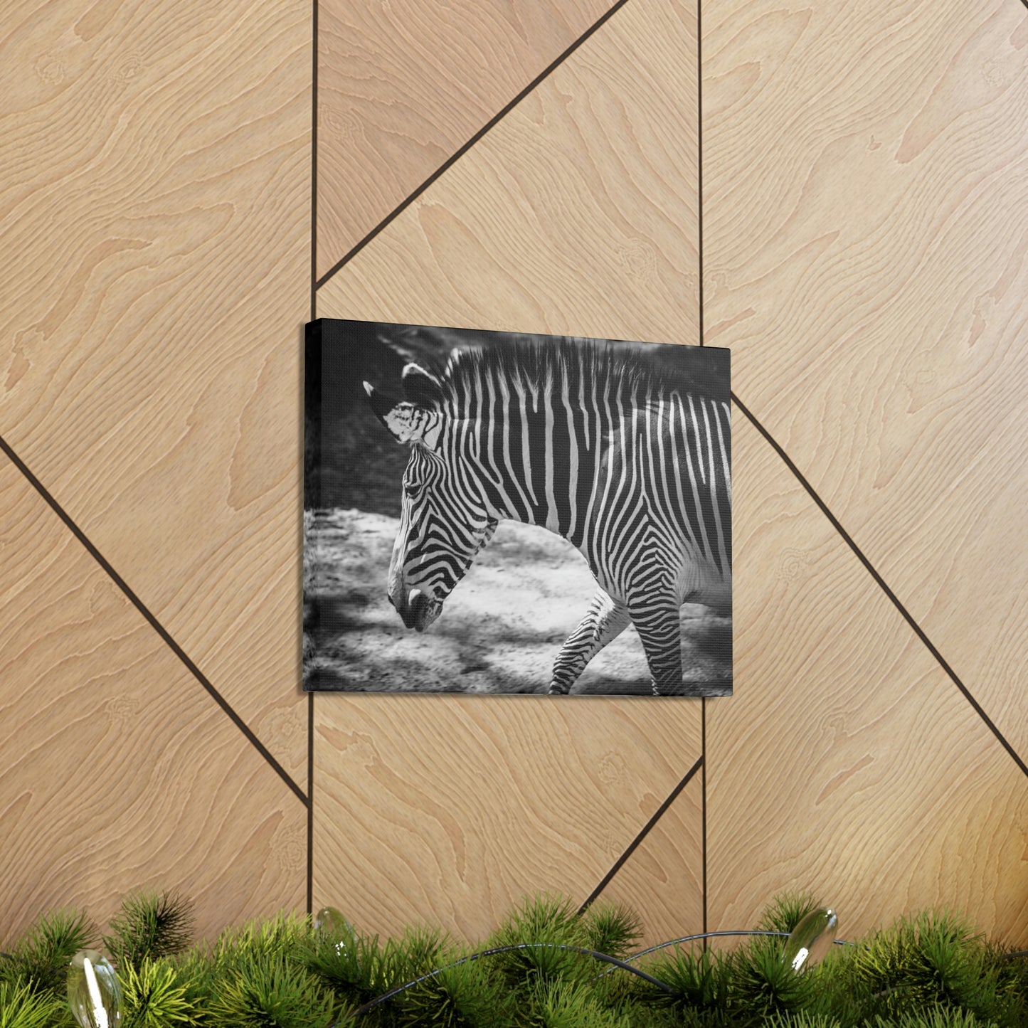 Zebra Bowing Canvas