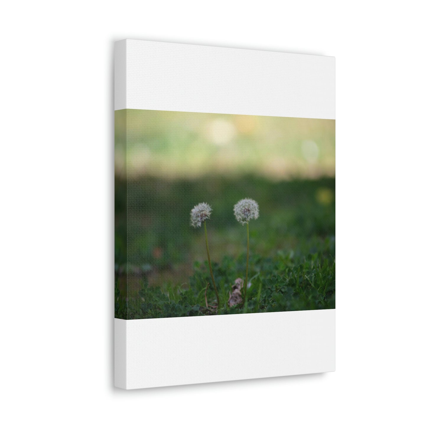 Dandelions Opposing Part 2 Canvas