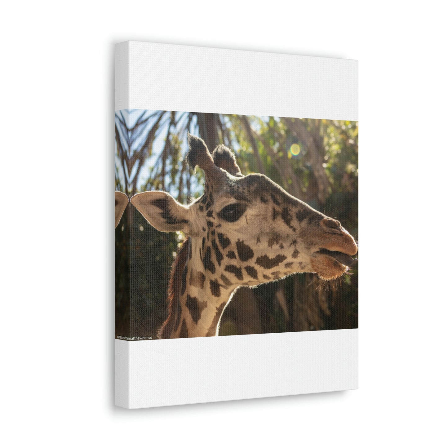 Smiling Giraffe Canvas