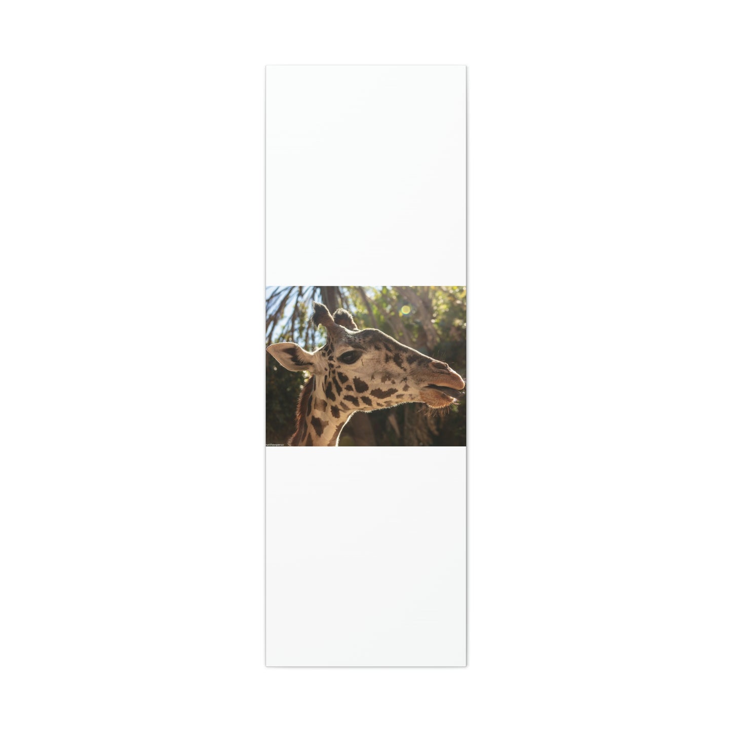 Smiling Giraffe Canvas