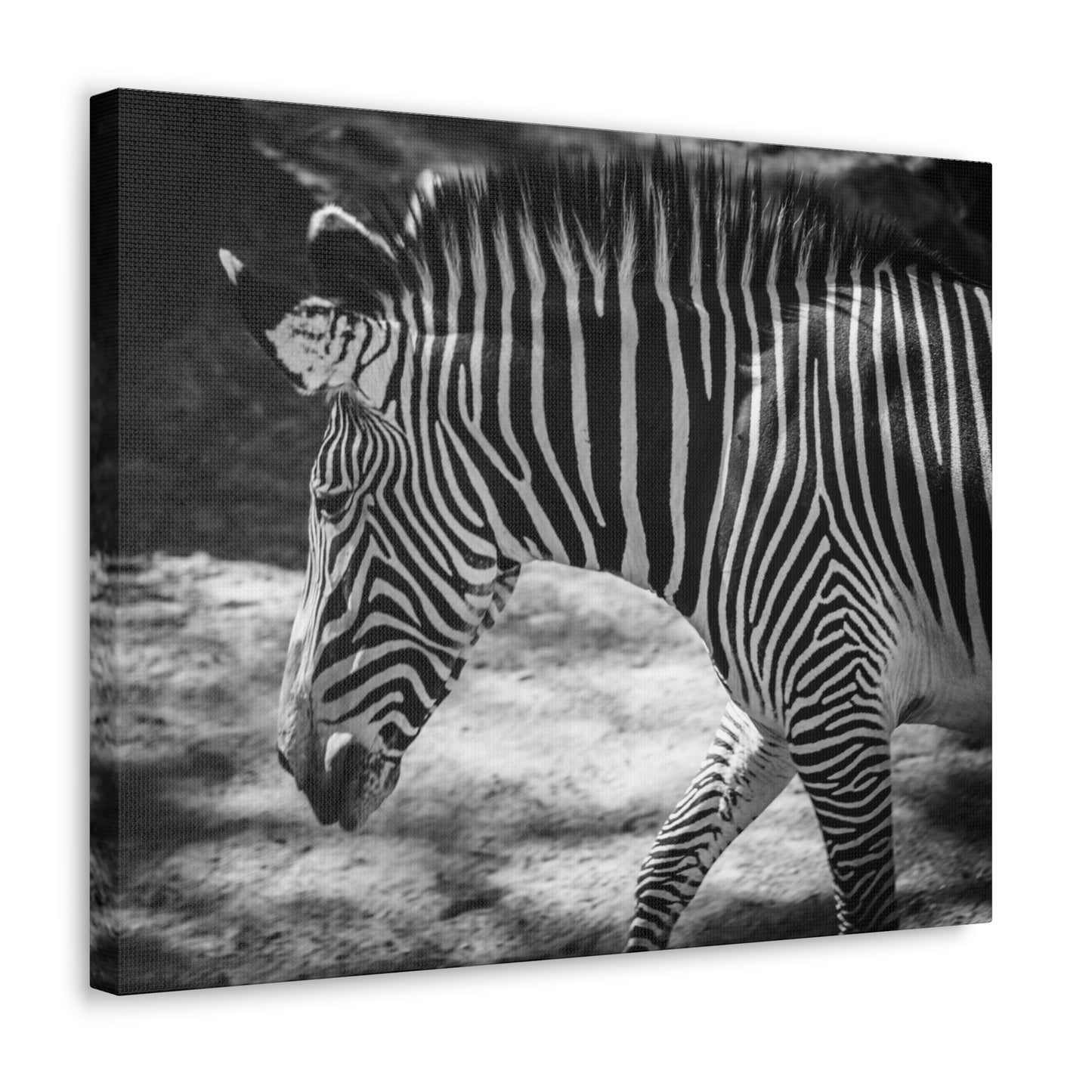 Zebra Bowing Canvas