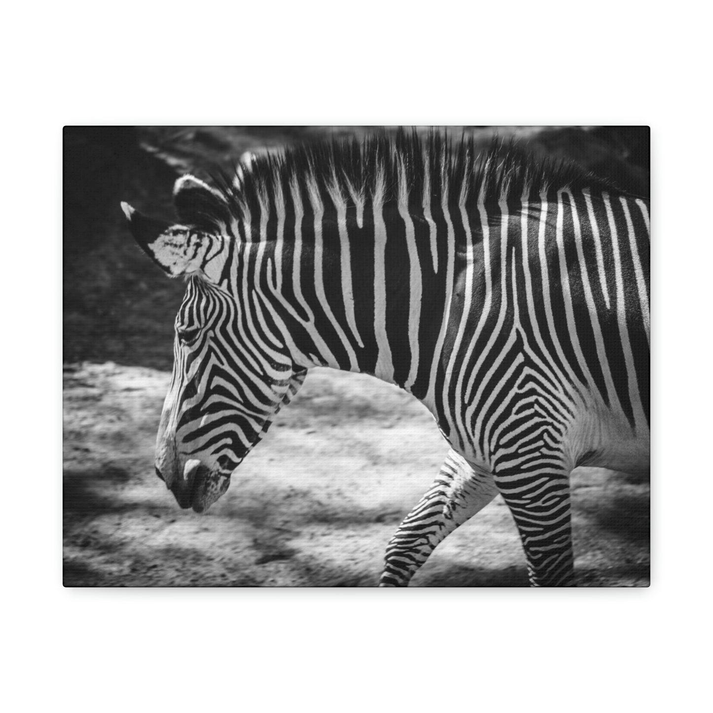 Zebra Bowing Canvas