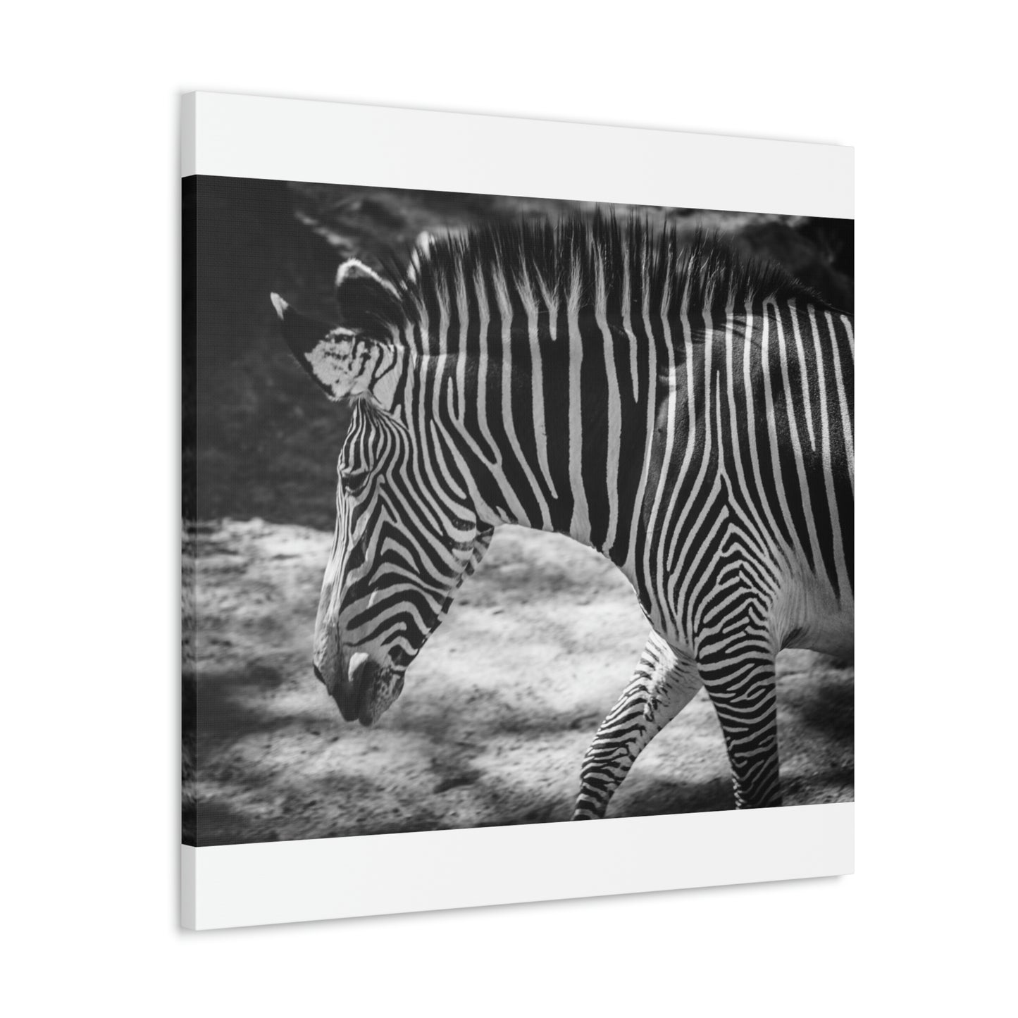 Zebra Bowing Canvas