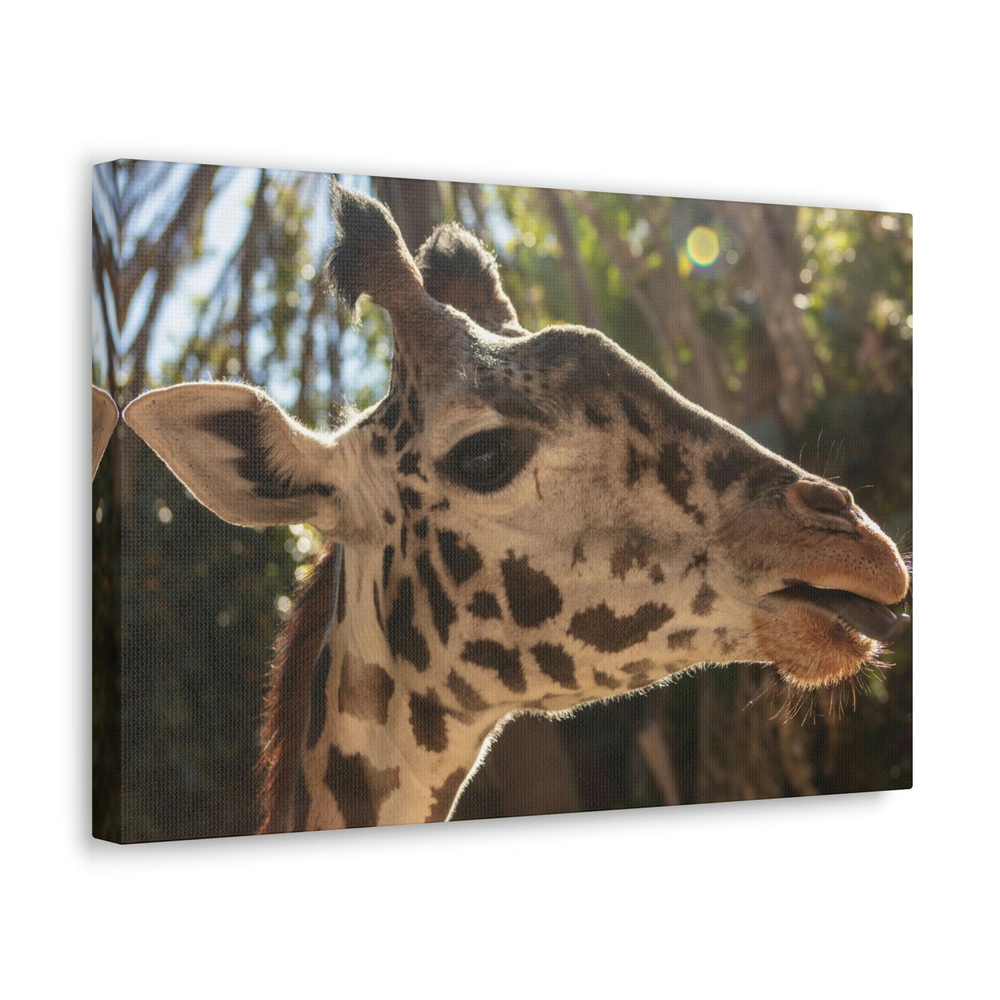 Smiling Giraffe Canvas