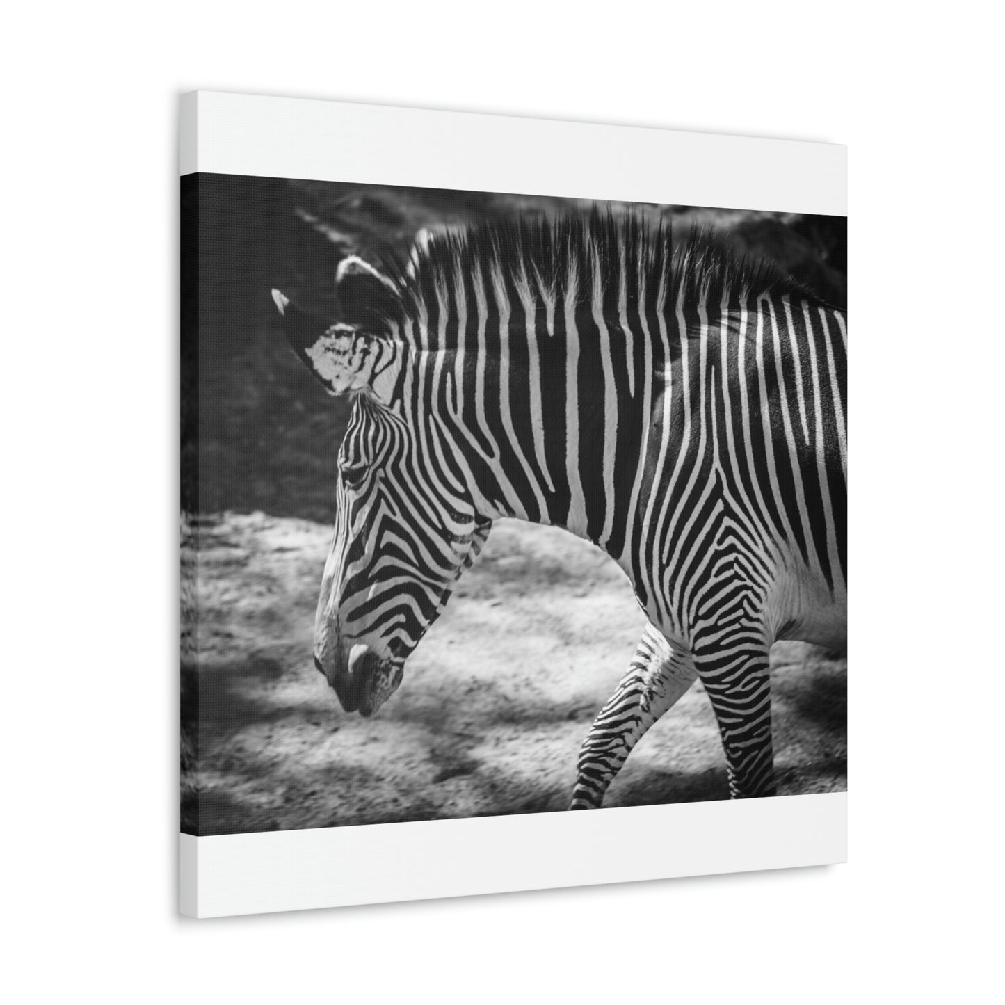 Zebra Bowing Canvas