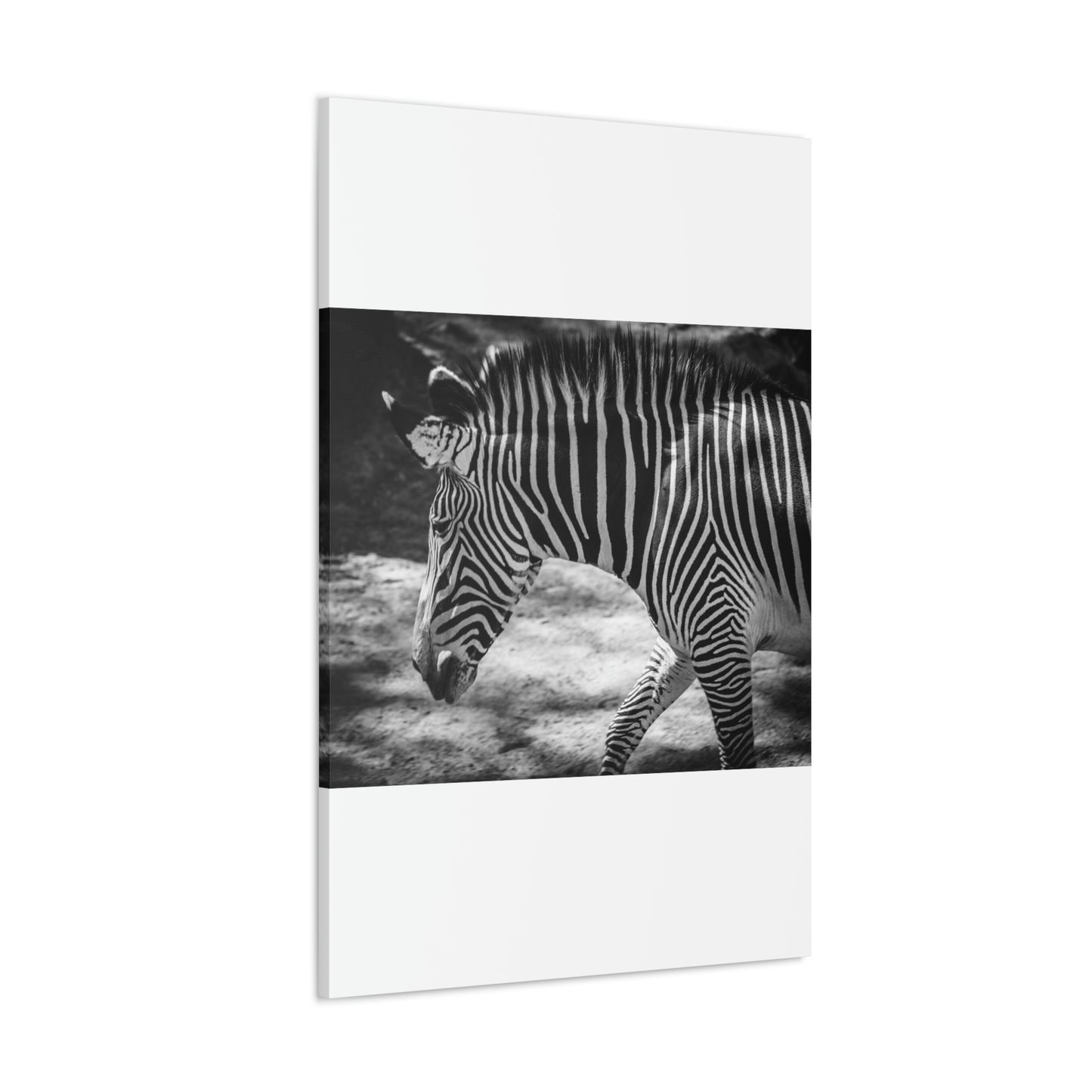 Zebra Bowing Canvas