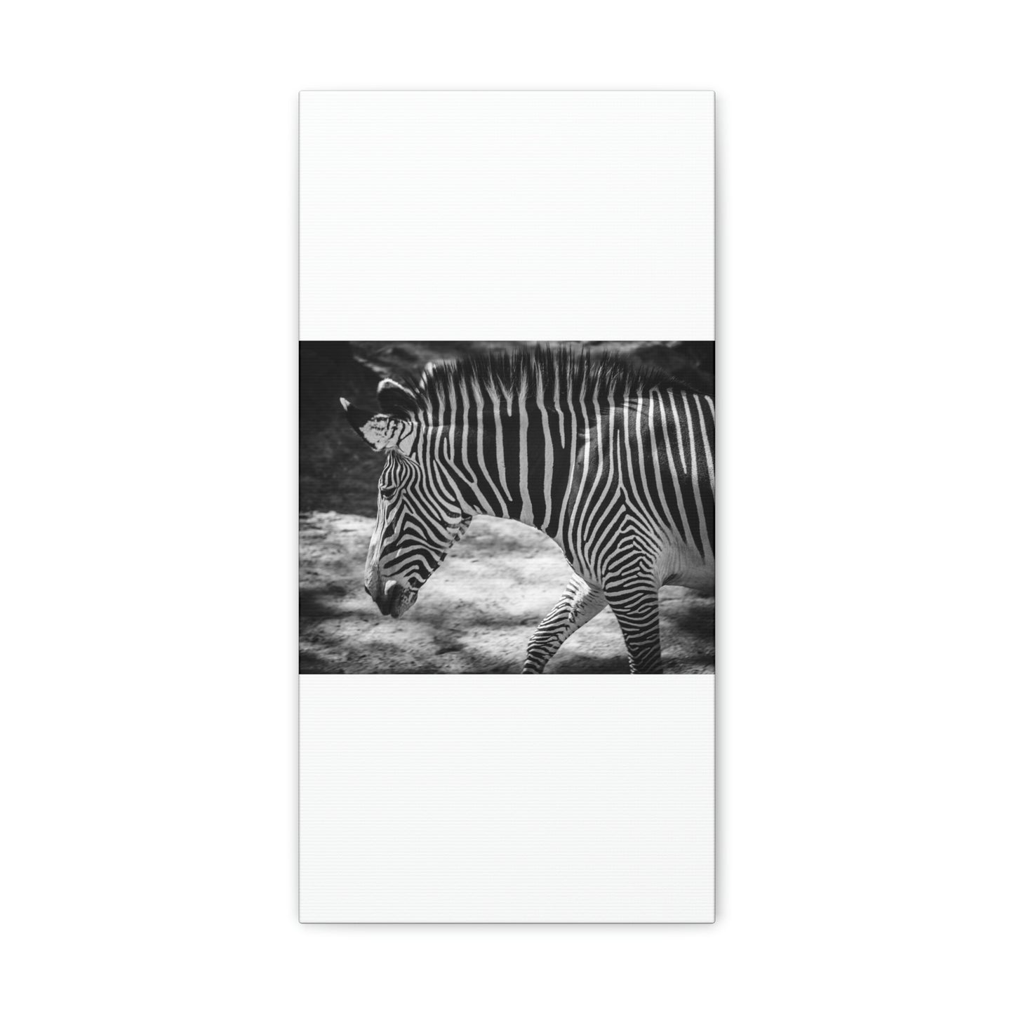 Zebra Bowing Canvas