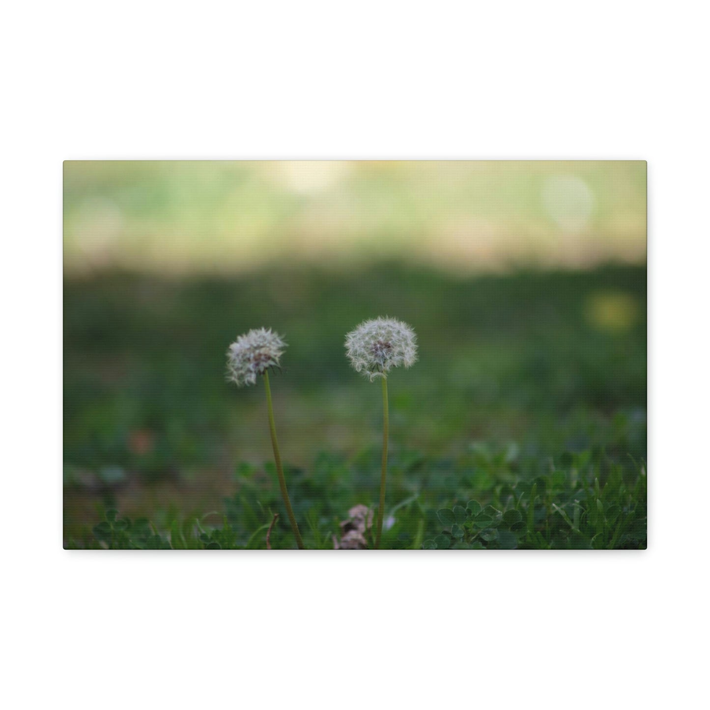 Dandelions Opposing Part 2 Canvas