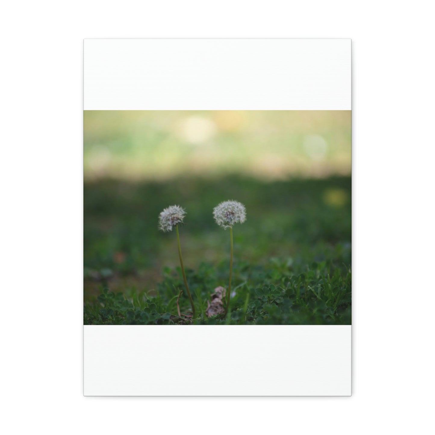 Dandelions Opposing Part 2 Canvas