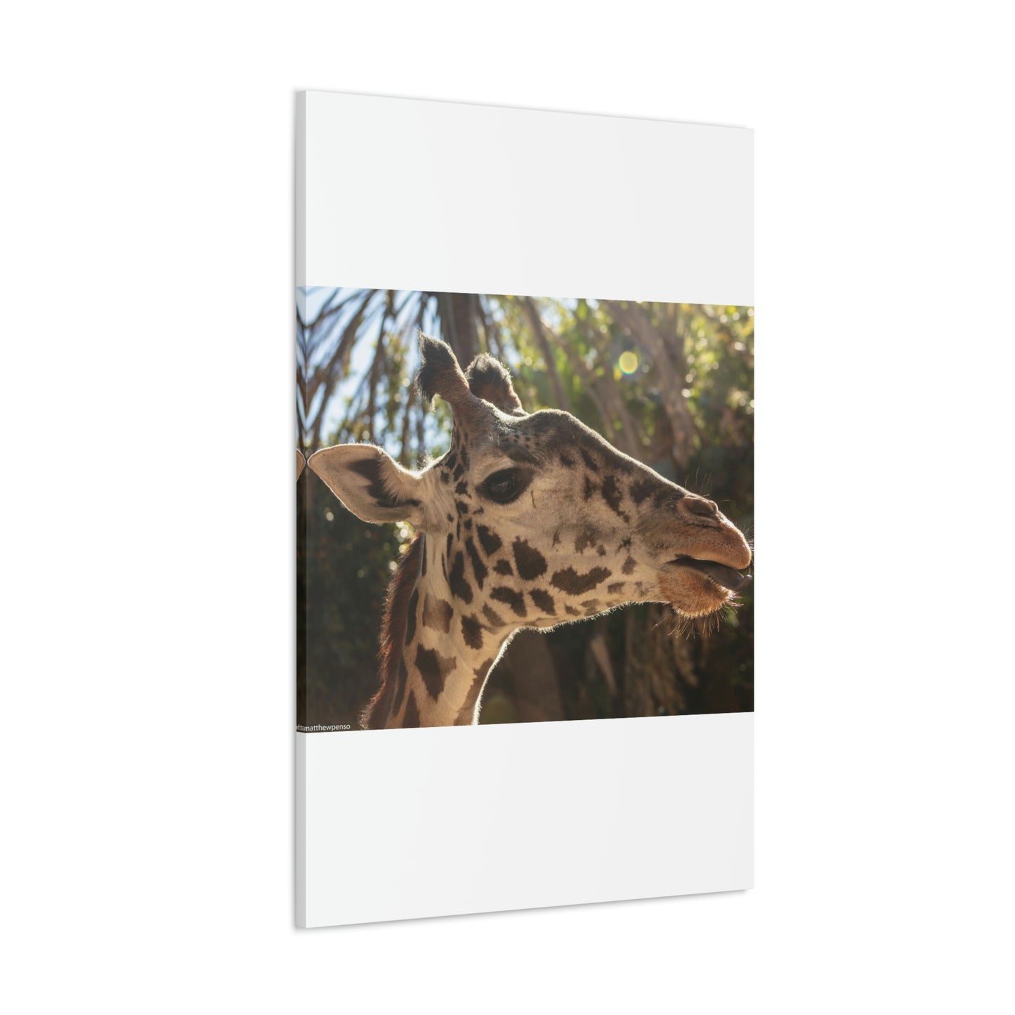 Smiling Giraffe Canvas