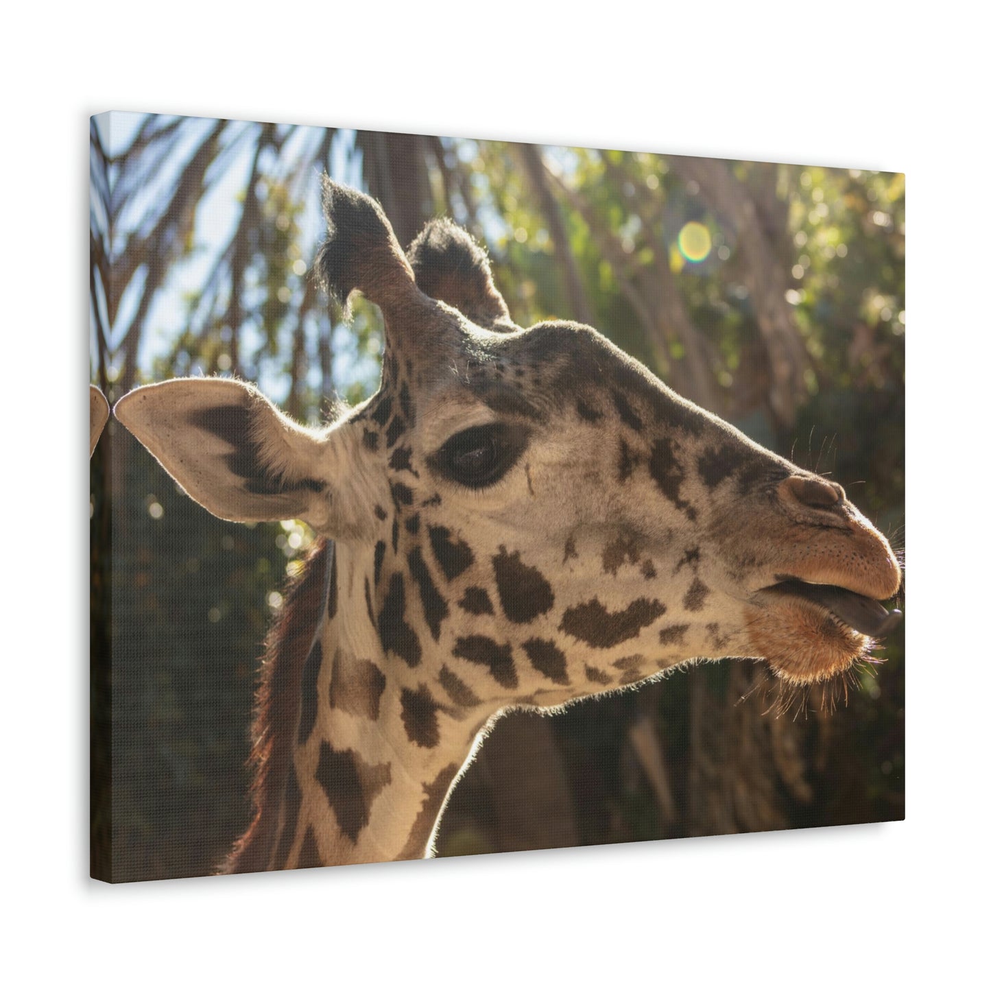 Smiling Giraffe Canvas