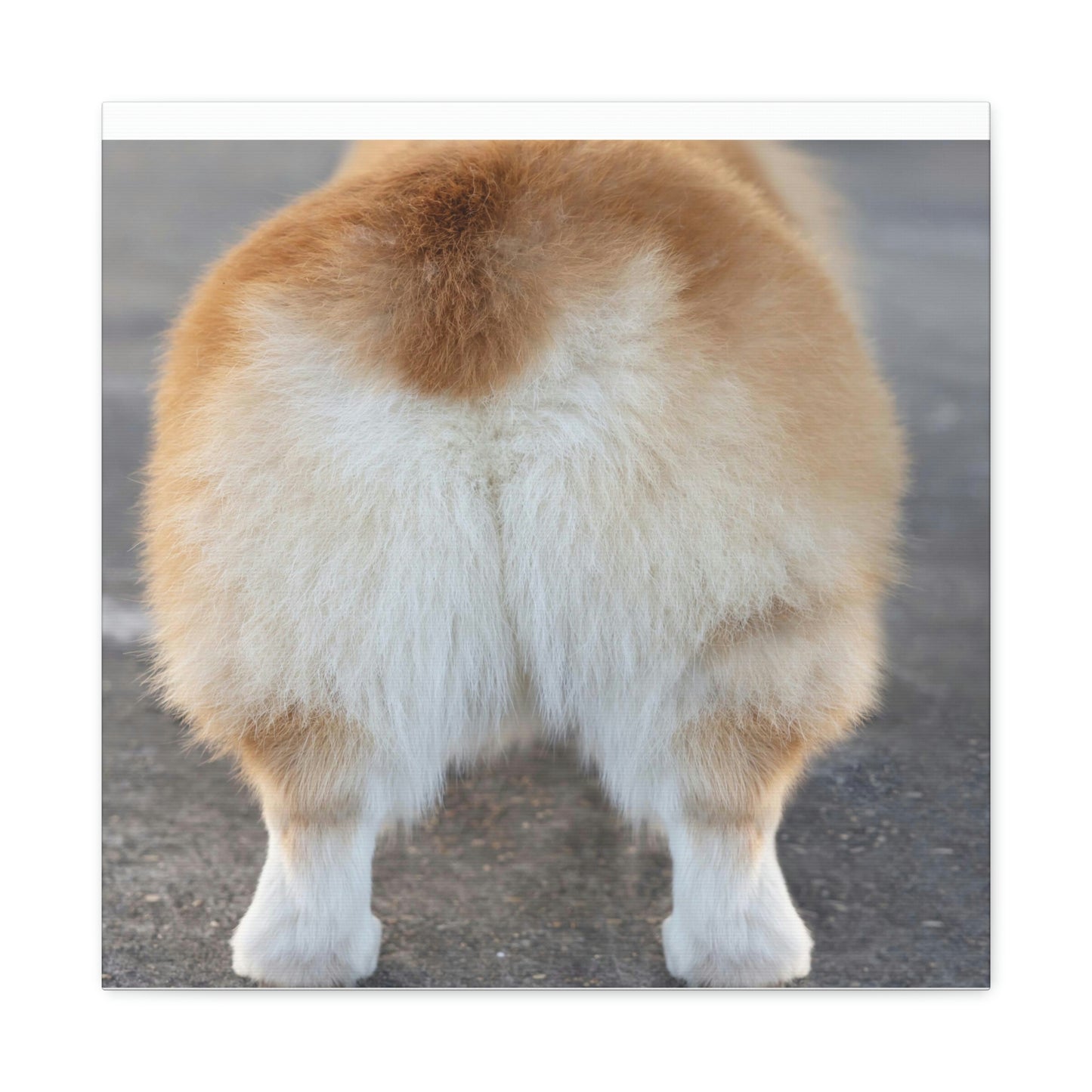 Corgi Butt Canvas