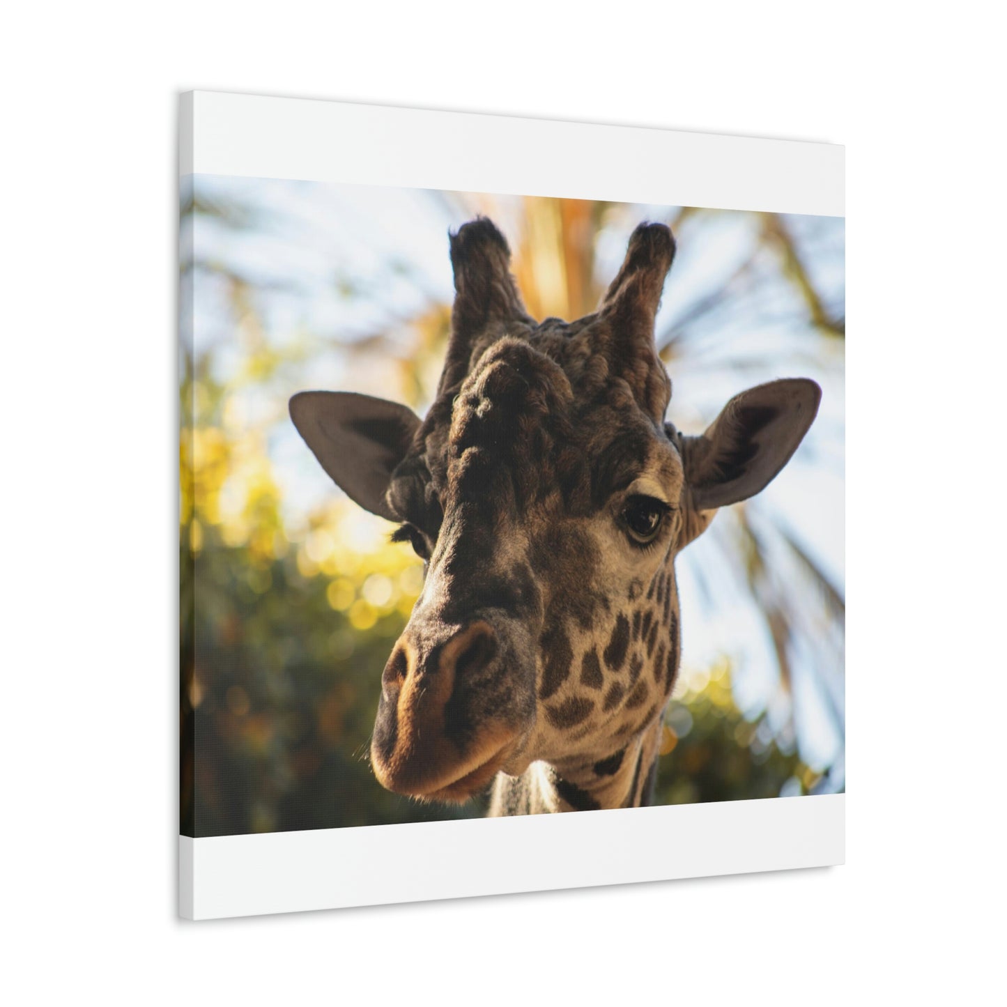 The Giraffe Says Hello Canvas