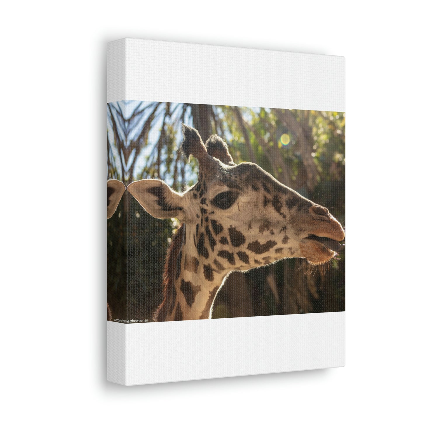 Smiling Giraffe Canvas