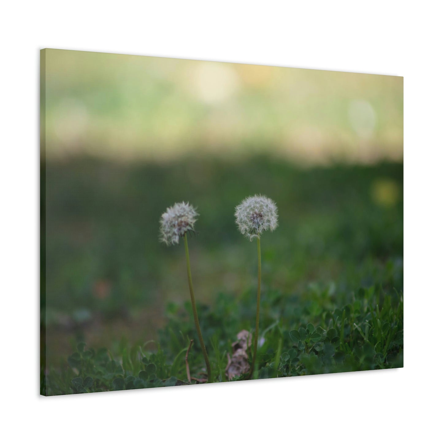 Dandelions Opposing Part 2 Canvas