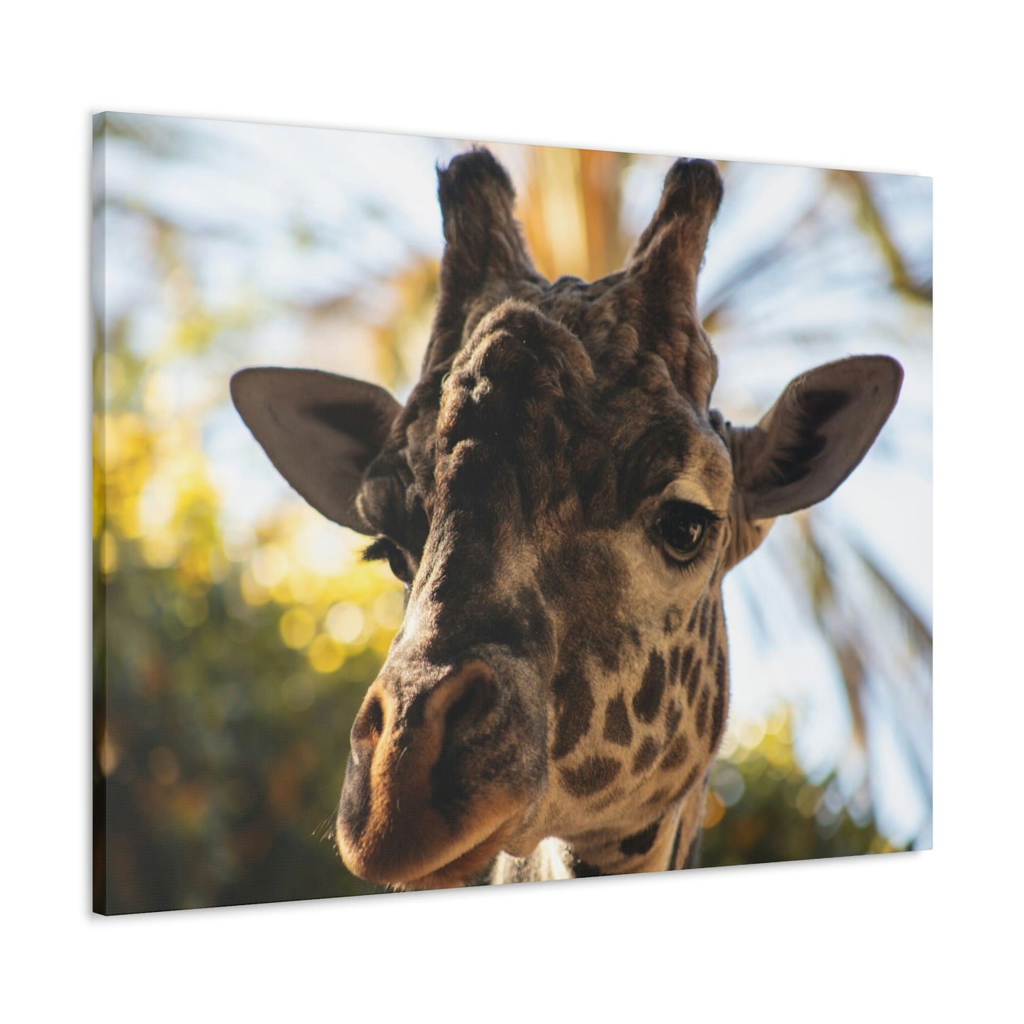 The Giraffe Says Hello Canvas