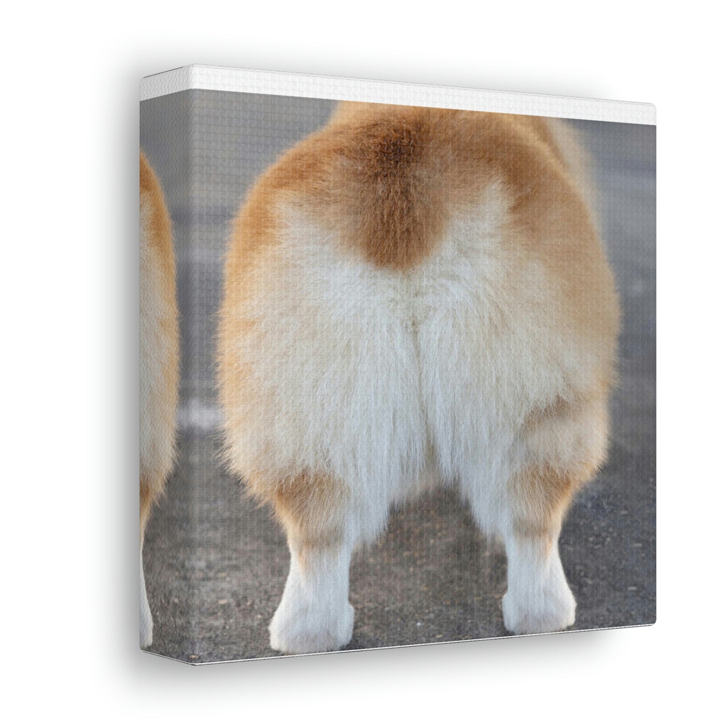 Corgi Butt Canvas