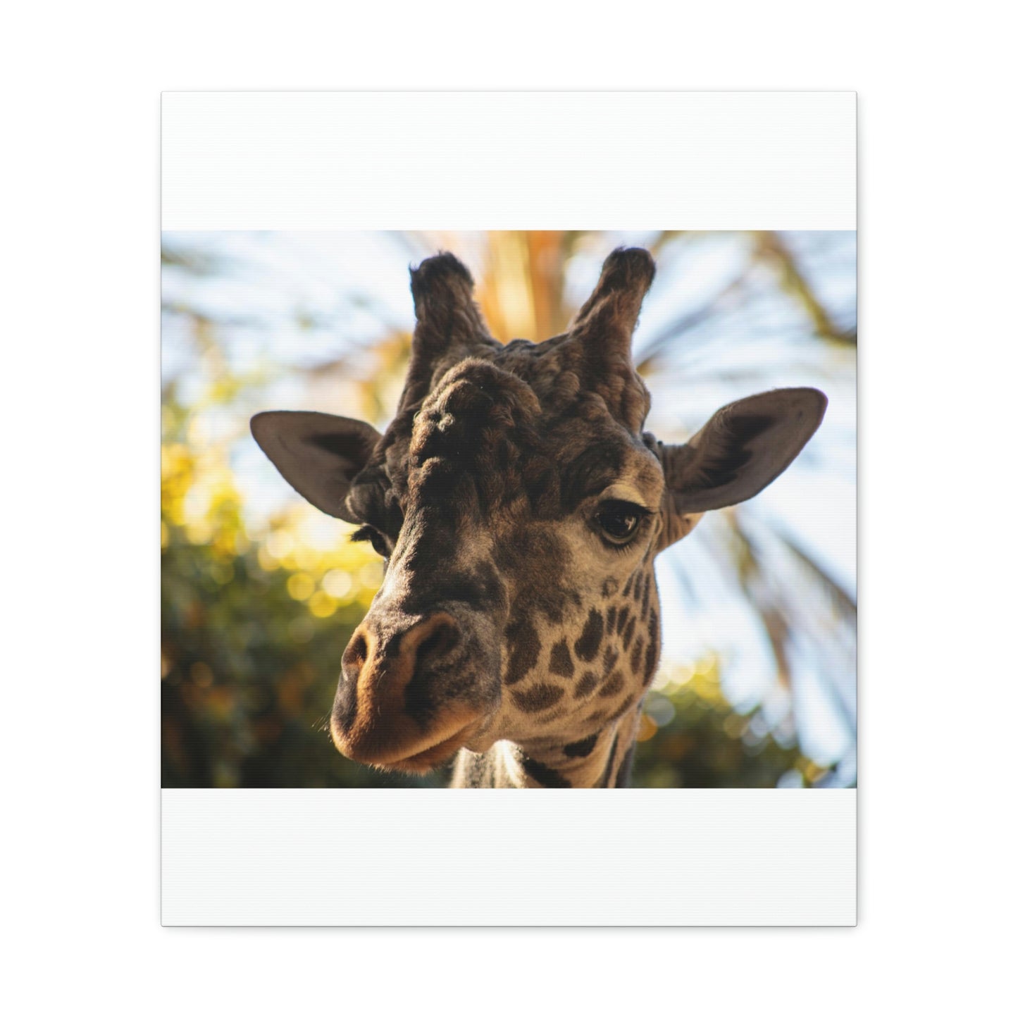 The Giraffe Says Hello Canvas