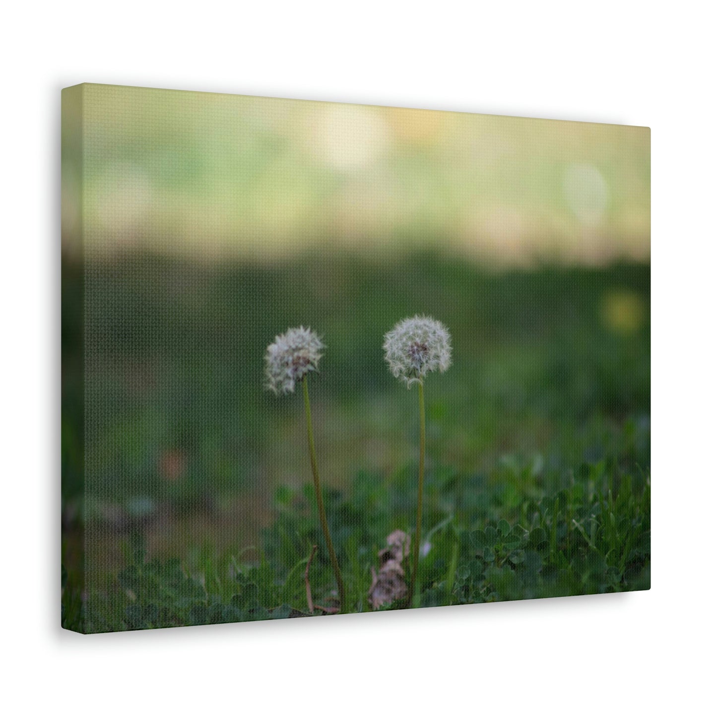 Dandelions Opposing Part 2 Canvas