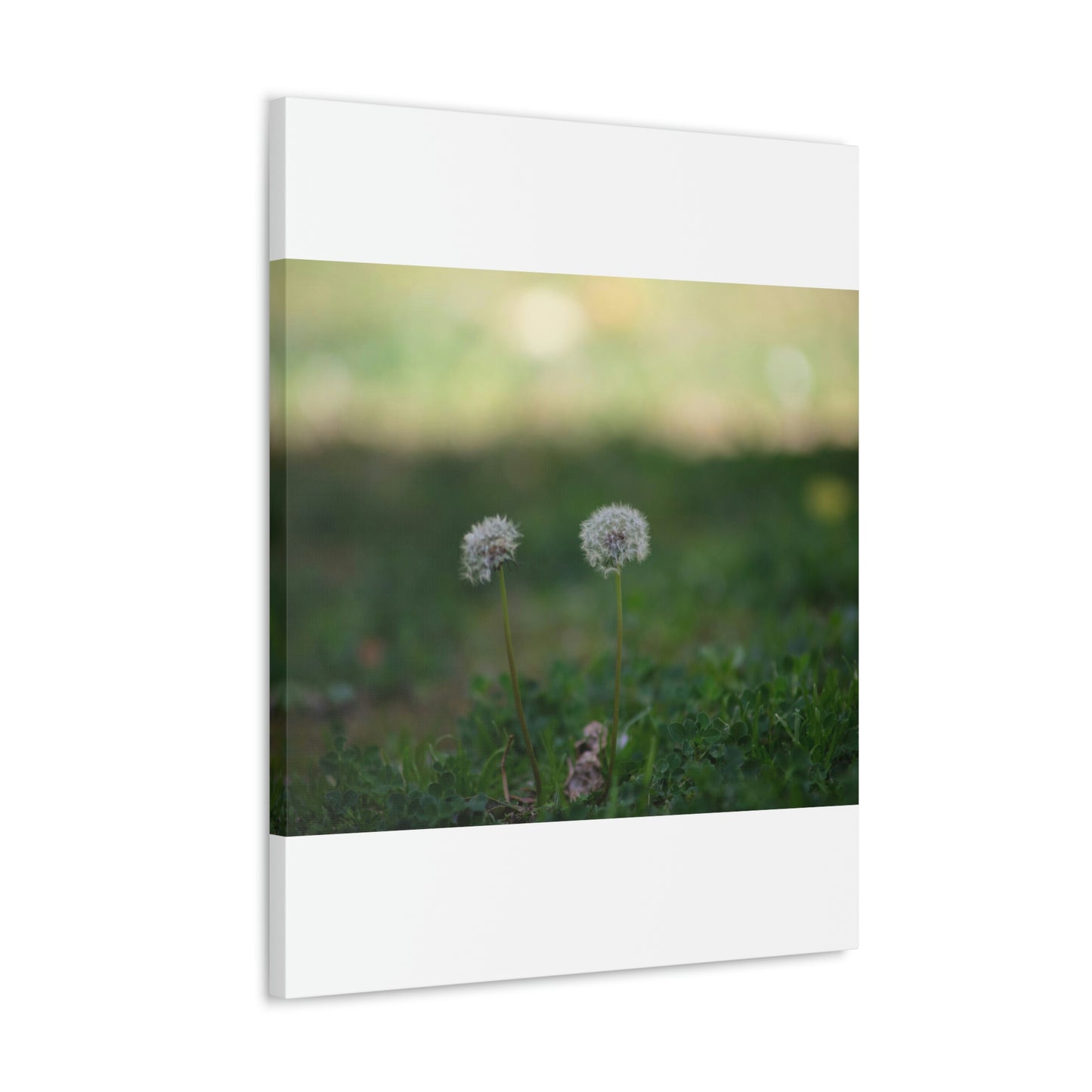 Dandelions Opposing Part 2 Canvas