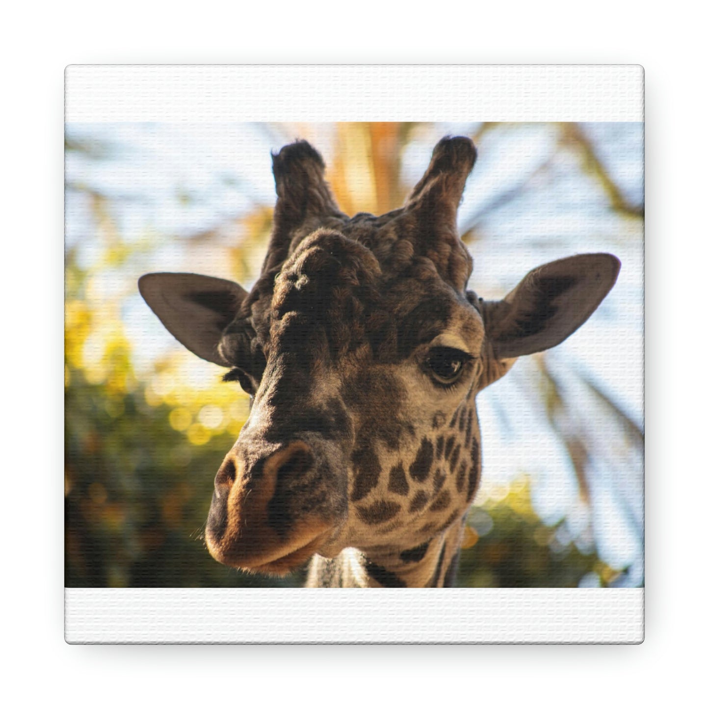 The Giraffe Says Hello Canvas