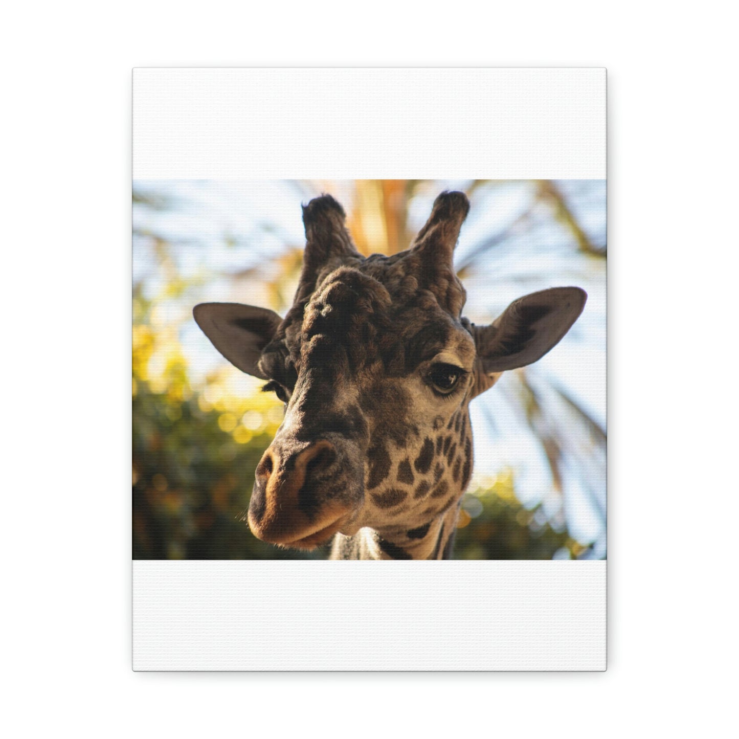 The Giraffe Says Hello Canvas