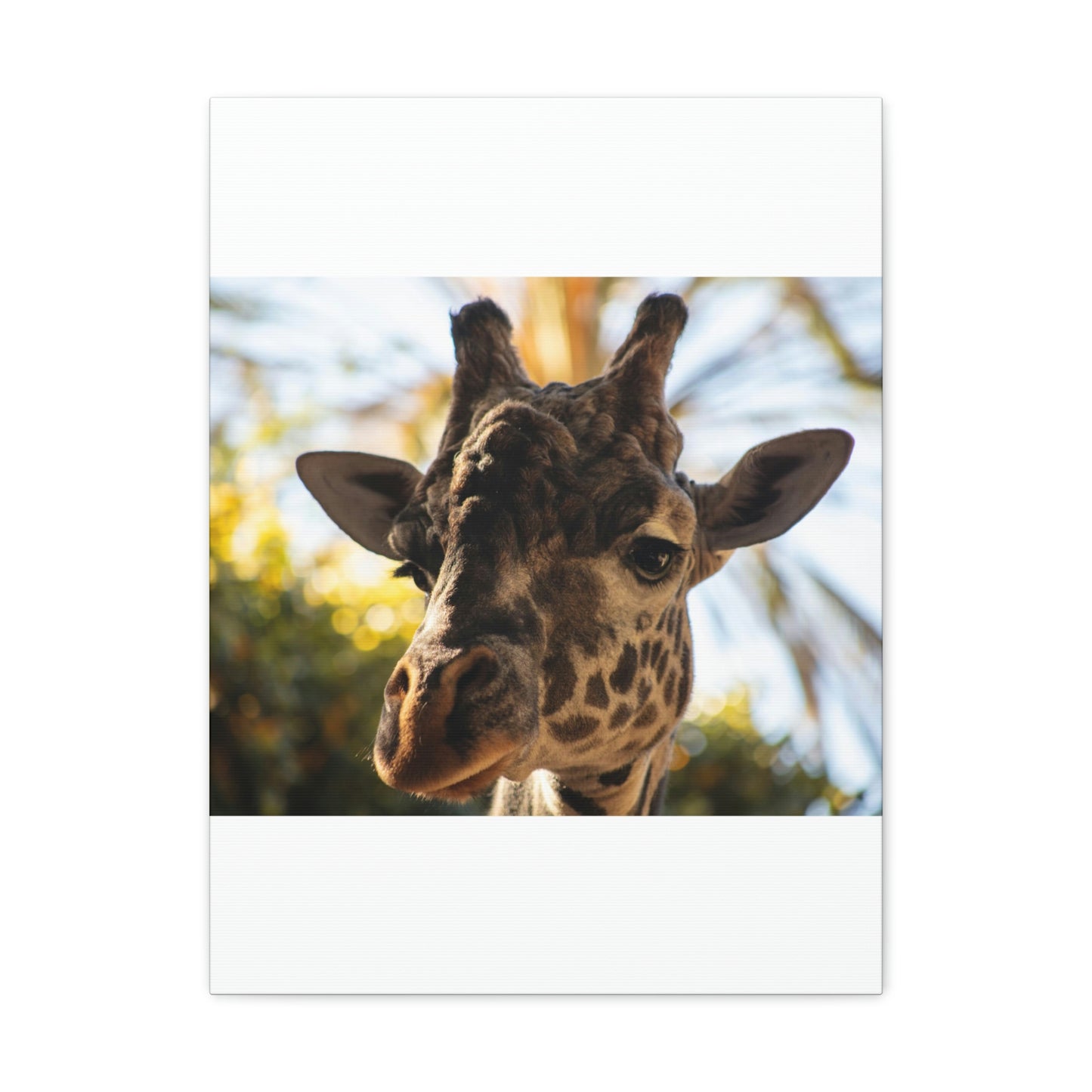 The Giraffe Says Hello Canvas