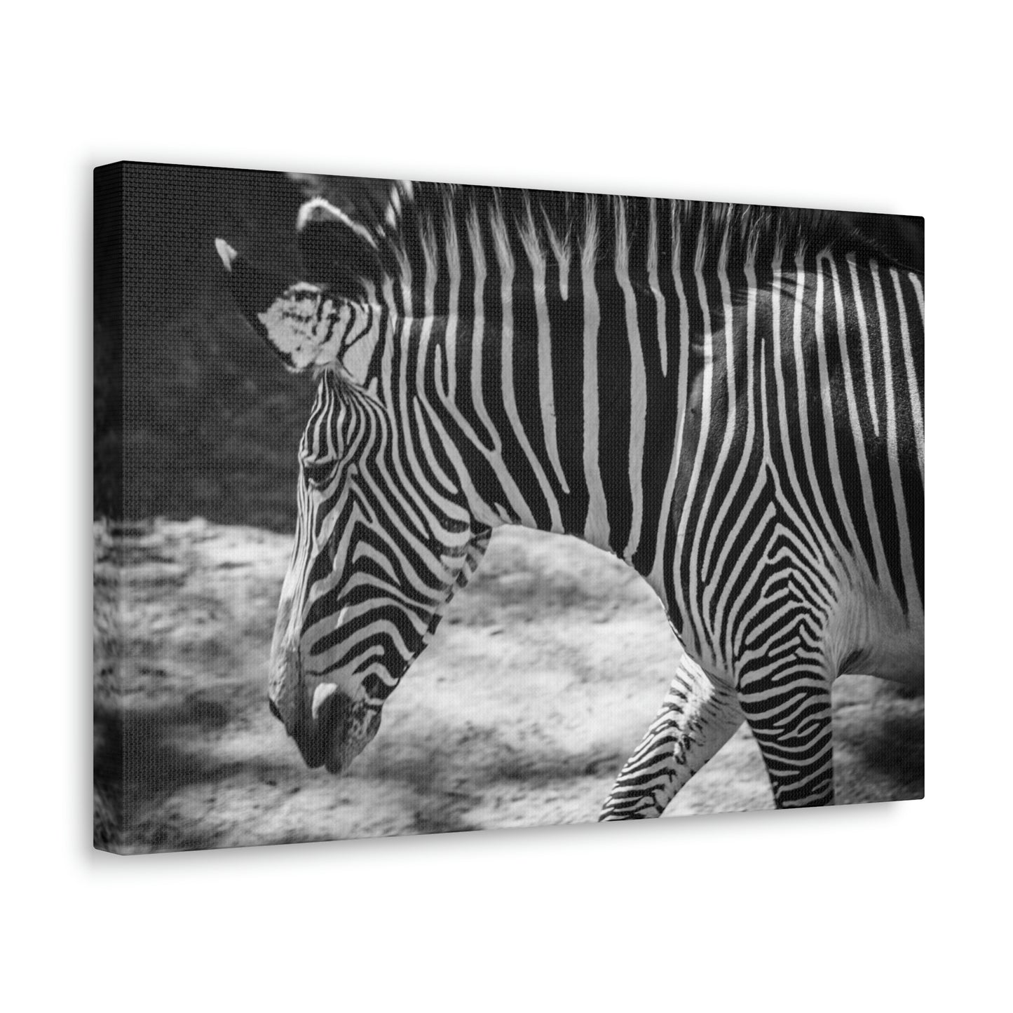 Zebra Bowing Canvas