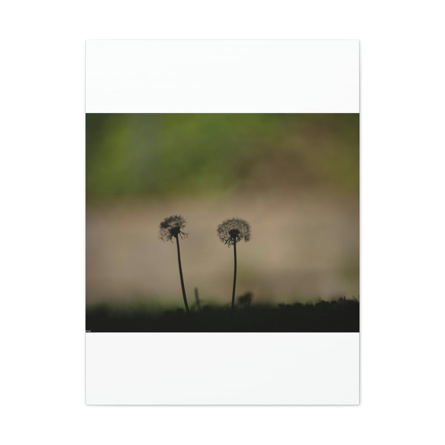 Dandelions Opposing Part 1 Canvas